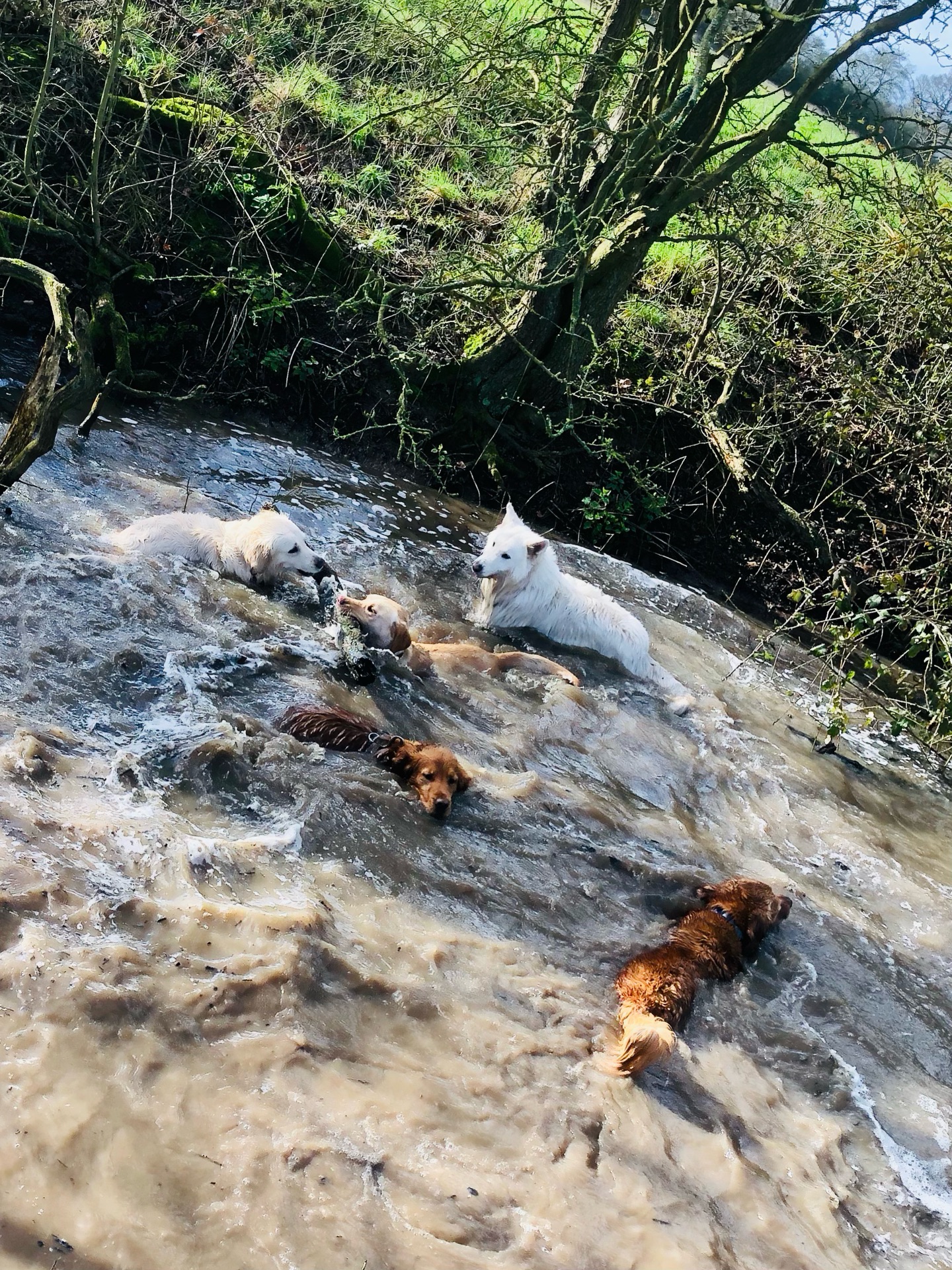💦🐾😁
If your dog would like to have a walk with us then contact us at www.ardendogwalking.co.uk and check out our half-day experience.
#ullenhall #tanworthinarden #hockleyheath #henleyinarden #dog