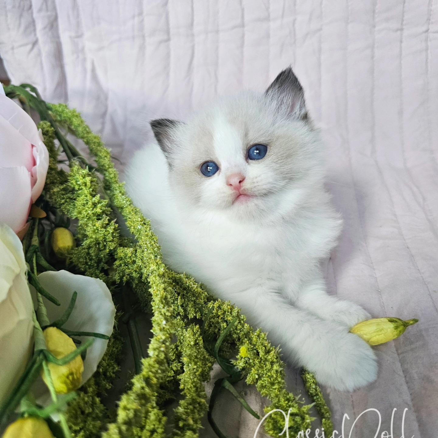 Little Sisi is 5 weeks old and she is as beautiful as can be!
#ragdollfluff #ragdollfl #floridaragdolls #ragdollkitty #sarasotaragdolls #adoption #lookingforakitty