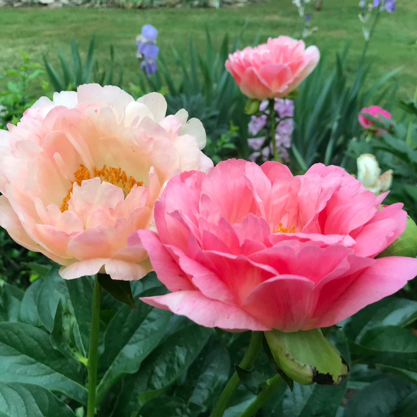 Looking forward to brightening up your space with fresh flowers this spring? The peonies at Eight Gates Farm will start blooming in late April for a brief three-week season, so mark your calendars early! We'll make more announcements closer to bloom time. Happy spring! #peony #freshflowers #farmflowers