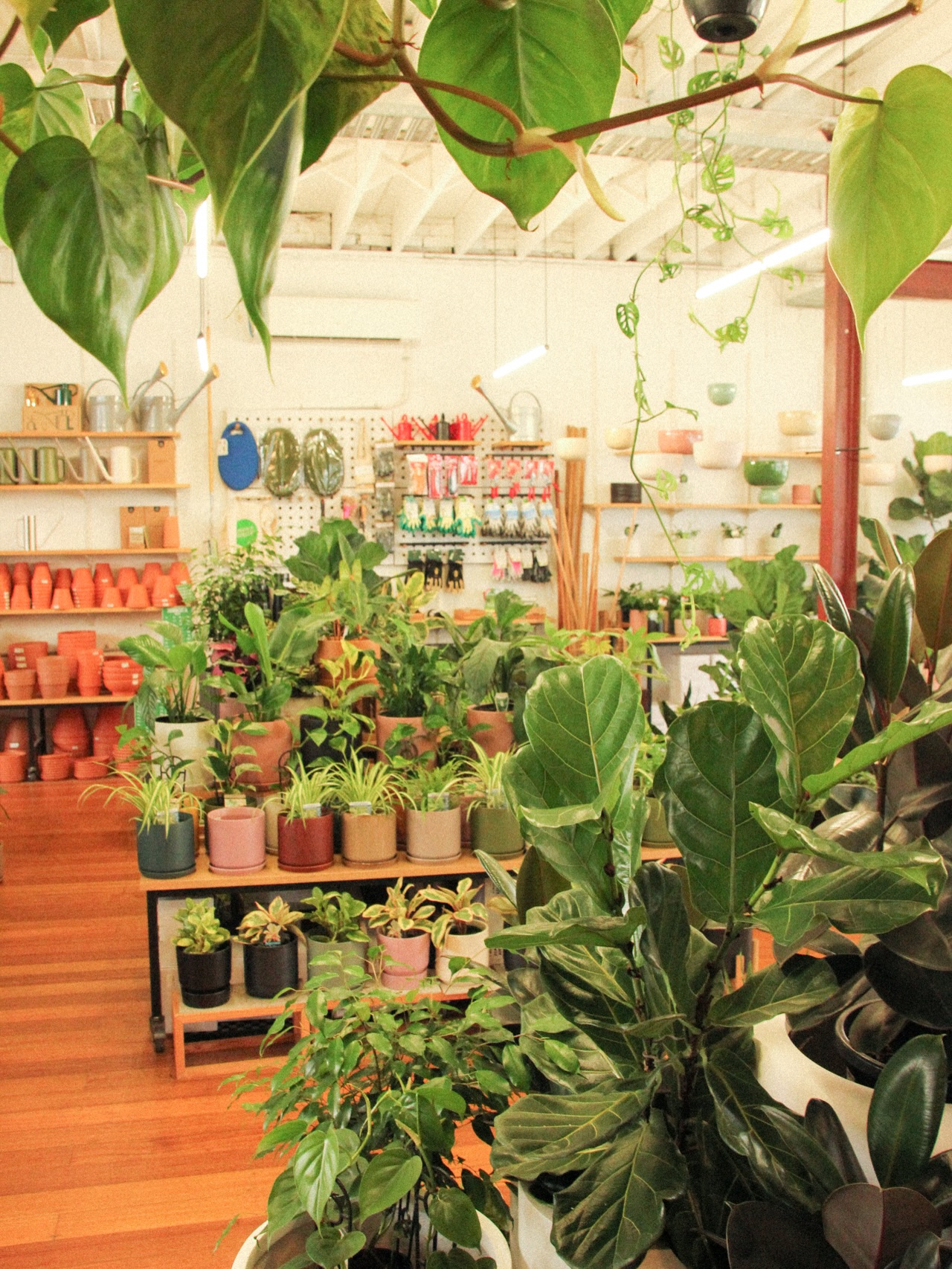 The nursery is CHOC-A-BLOC full of beautiful plants right now. We’ve had a few big deliveries since we took these photos last week, but no time to get the camera out today!
Loads of Palms, Sansevieria, Aglaonemas, Ficus and other weird and wonder plants to discover. Open from Tuesday 😗🤌