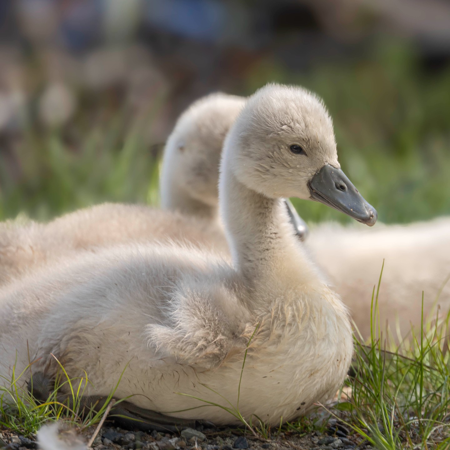Little cygnets at Horn Pond. Spring is alive with wildlife at the pond.