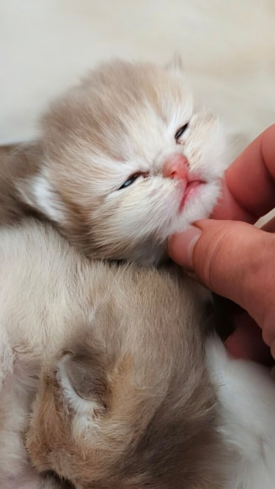 It feels like the spring is finally here. And with it, here come the babies! Meet litter A: Lilac golden longhair boy and girl. They will be absolute dolls!
#britishkitten #britishlonghair #cy11 #lilacgolden #newbornkittens