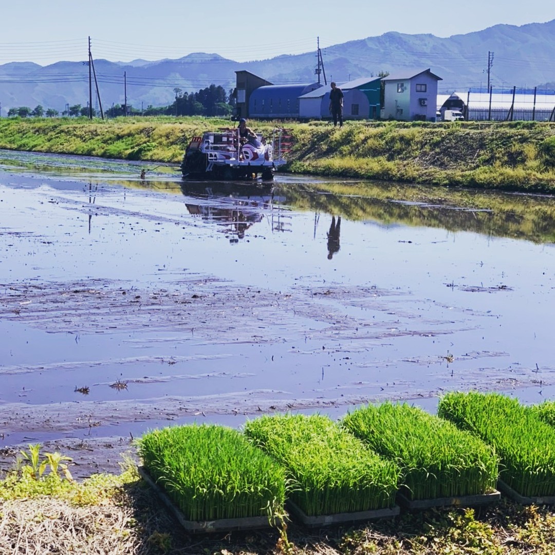 飯塚農場では、スイカと田植えがスタートしています。今年も多くの方に甘くて美味しいスイカとお米をお届けできるように、家族一丸となって頑張っています。
#スイカ #お米 #西瓜 #米 #田植え #新潟 #南魚沼 #南魚沼市 #八色 #八色西瓜 #八色すいか #竜神のしずく #夏 #すいか #ニンジンジュース #watermelon #watermelonsugar #rice #japan