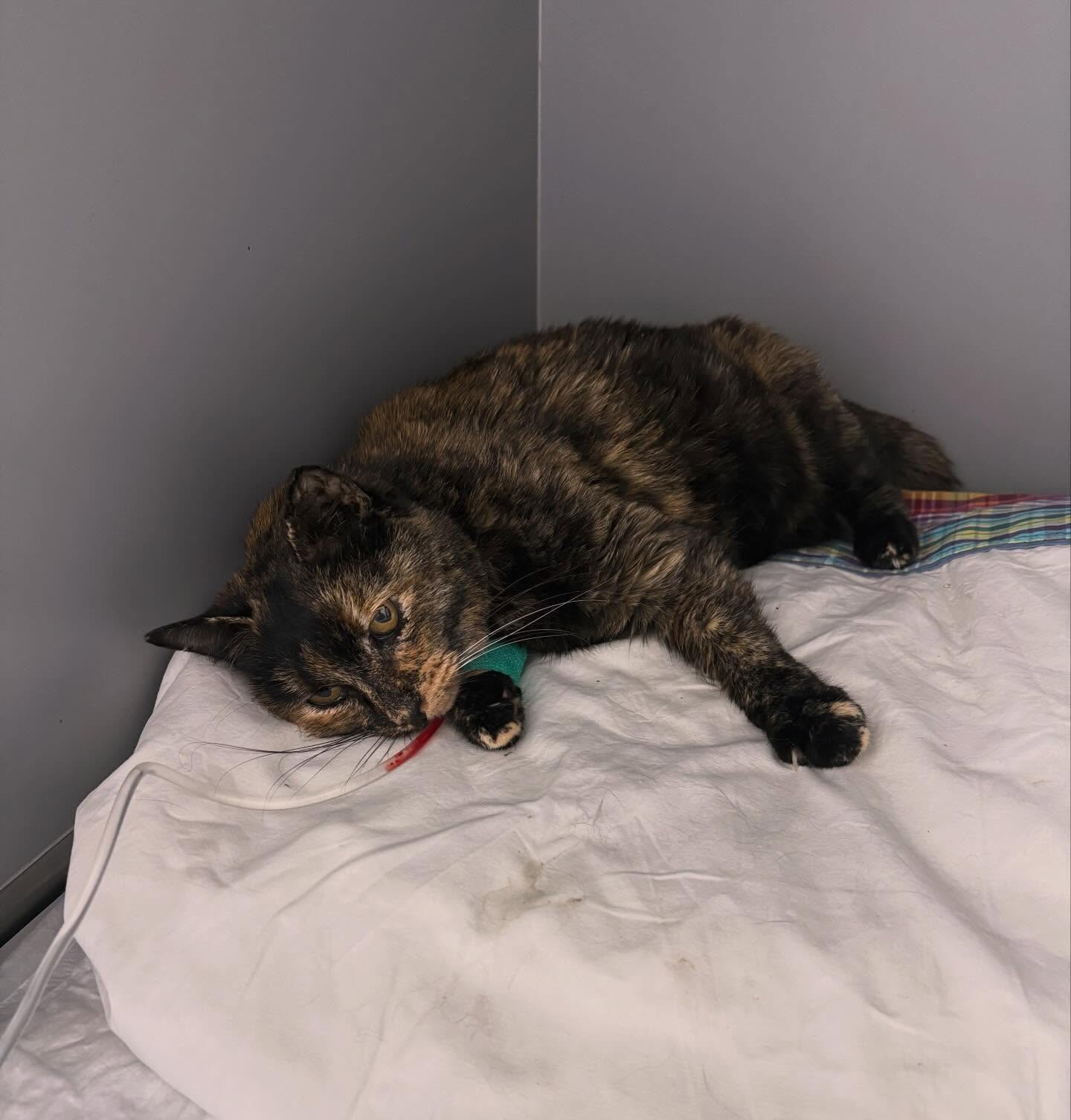 No podem sempre salvar a tots, però als que si podem fer-ho, és molt gratificant 🏥🩵 Després de varios dies hospitalitzà esta preciositat ja te el alta i ja està en casa 🐱