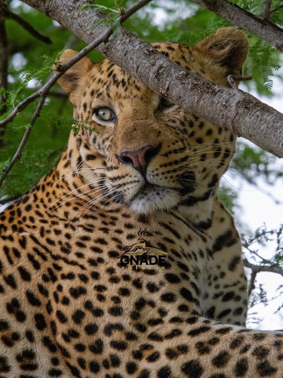 Silent. Powerful. Watching. 🐆
A beautiful Leopard resting on a tree branch during a game drive in Serengeti National Park — one of the most elusive members of the Big Five. Moments like this are rare, and this is what makes a Tanzania safari truly unforgettable.
On safari, you never know what waits behind the next tree… but sometimes, nature gives you perfection.
Plan your safari with experts
🌍 www.gnadesafaris.com
📧 info@gnadesafaris.com
📱 WhatsApp +255793832959
#Serengeti #Leopard #BigFive #TanzaniaSafari #WildlifePhotography SafariExperience AfricanSafari GnadeSafaris 🐆🌿📸