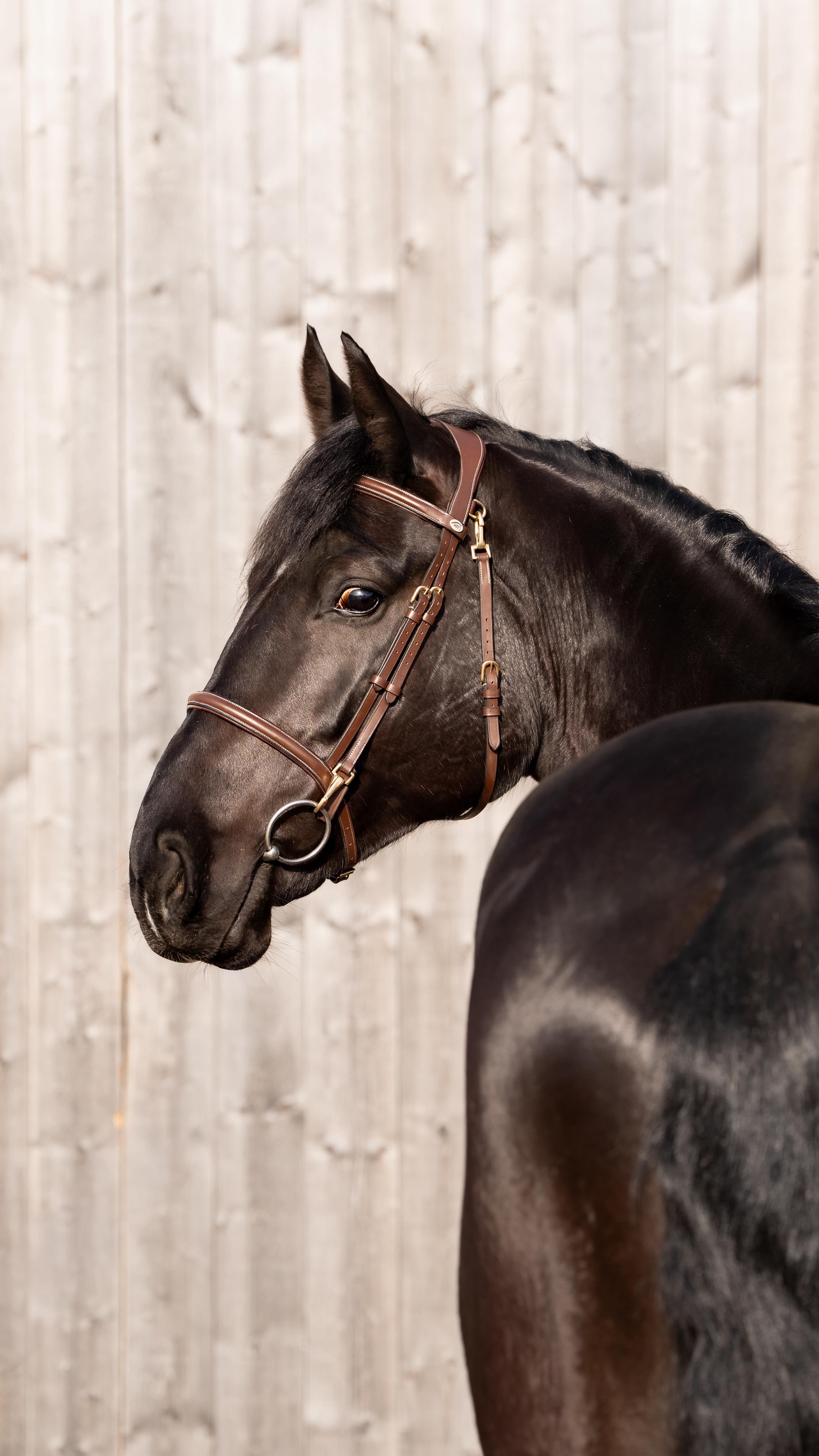 Wait until you see him trot…⭐️ VICTORY ⭐️ 17h 5yo gelding. Hunter prospect. Send a message for details.