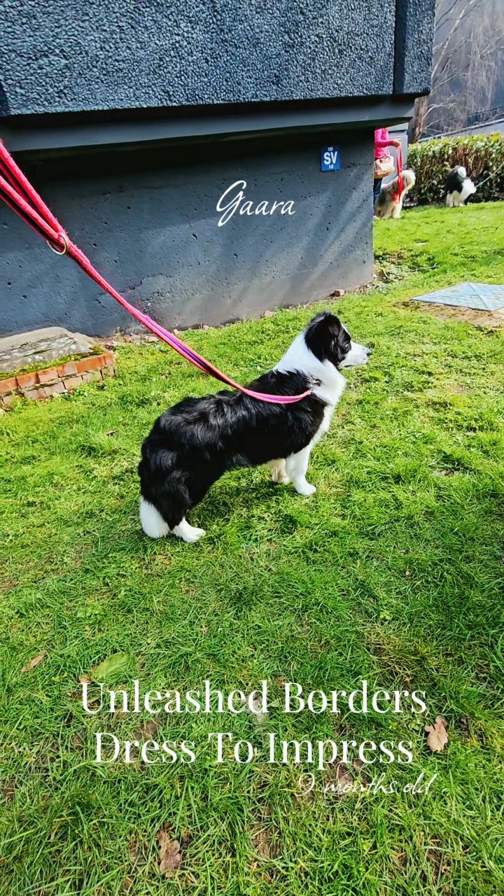 Gaara✨️
Unleashed Borders Dress To Impress
9 months old
#bordercollie #puppy