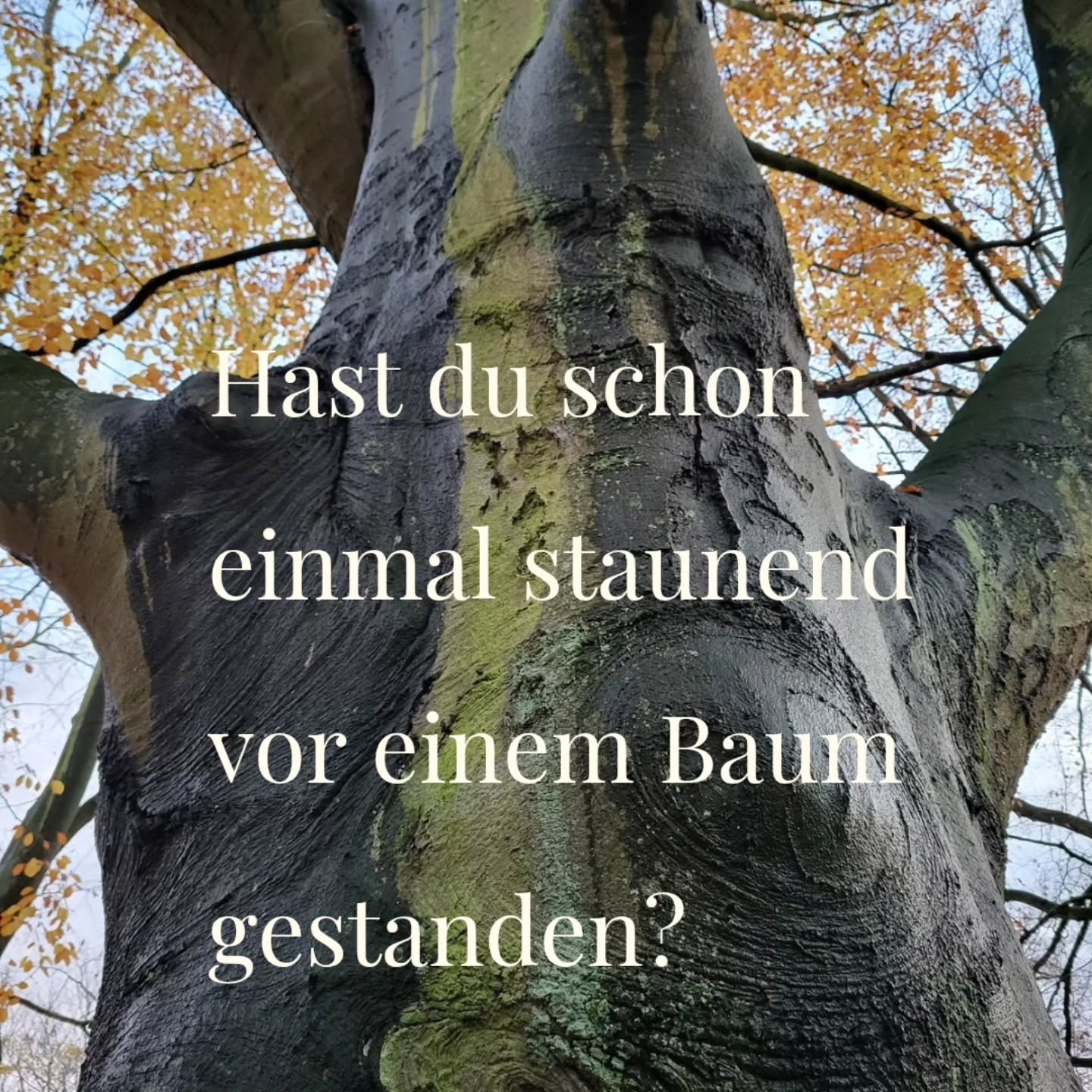 Höre hin.
Komm nach Hause.
Nach Hause zu dir.
#Naturverbindung
#Naturpoesie
#InnereReise
#NachHauseTelefonieren
#KommNachHause