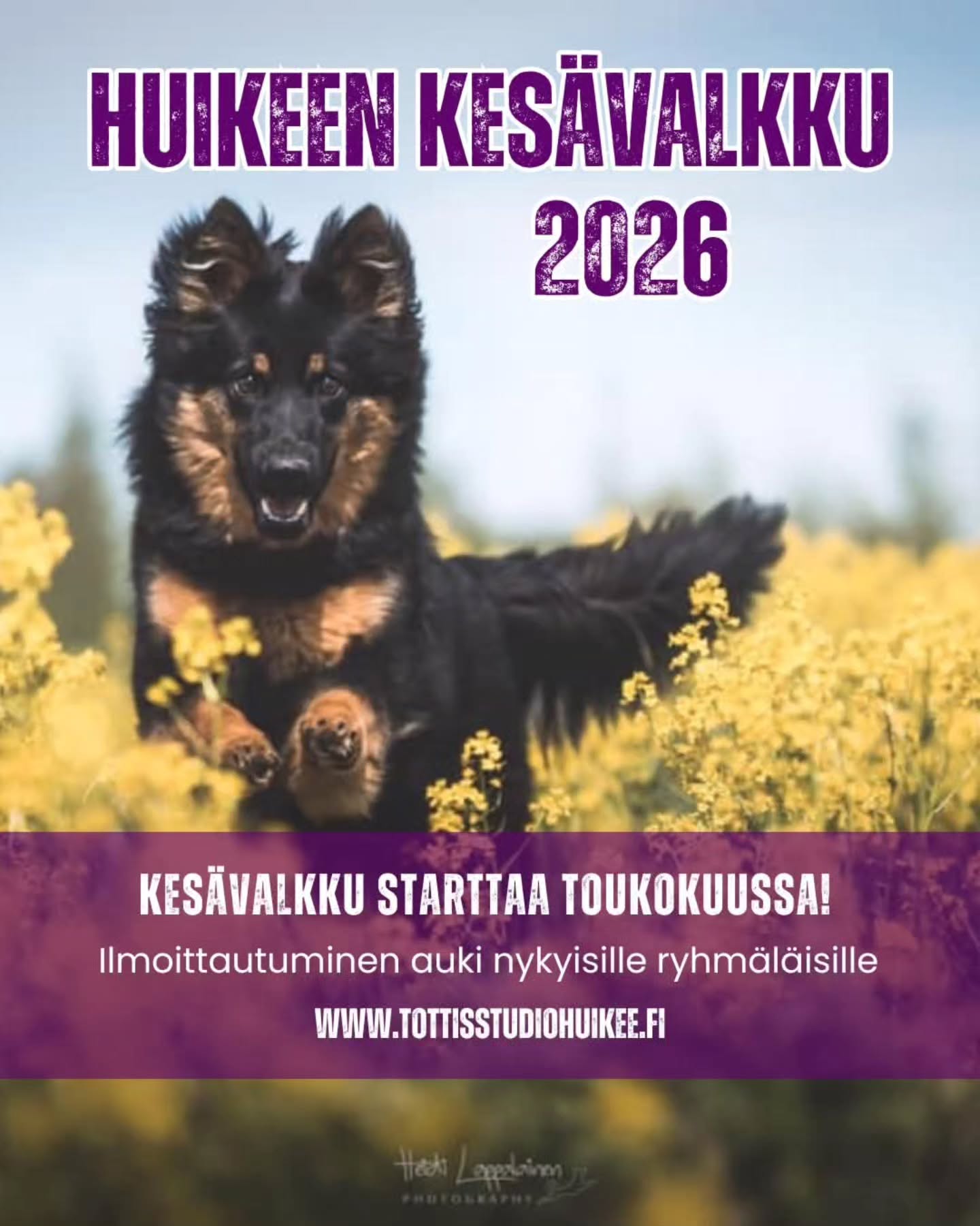 Kesä se sieltä jo lähestyy ja samalla tulee taas HuiKeen supersuosittu KESÄVALKKU 🤩💪
🔥 Ilmoittautuminen nyt auki nykyisille ryhmäläisille - jos paikkoja jää avataan ilmoittautuminen myös muille viimeistään huhtikuun alussa!
🌸 HuiKeen kesävalkku 2026 🌸
Kaipaatko kesäksi monipuolisesti treenejä ilman, että sinun tarvitsee sitoutua tiettyyn päivään ja aikaan? Tämä on juuri sinulle! 🤩 HuiKee tarjoaa kesävalkun, jossa voit valita ne treenit ja päivät jotka sinulle sopii. Kesävalkussa on myös huikea valikoima eri lajien treenejä, joten sieltä löytyy jokaiselle jotain! Kesävalkkuun on tervetulleita kaikki harrastuskoirat, ikään, rotuun tai osaamistasoon katsomatta 🐶
HuiKeen kesävalkku on ryhmä, joka toimii koko kesäkauden touko-syyskuu välillä. Ryhmässä pääset treenaamaan sekä tutustumaan eri lajeihin. Tarjolla on mm. PK-tottis, TOKO, jälki (metsä+pelto), esineruutu, haku, nosework, rally-toko, näyttely, ohitus/arkihallinta, jumppa sekä häiriötreenejä! Voit osallistua vaikka jokaiseen lajiin oman mielenkiintosi mukaan. Kuukausimaksulla saat valita 4 vapaavalintaista treeniä silloin kun ne sinulle sopii ja lisätreenejä on ostettavissa erikseen. Treenejä on arkipäivinä, arki-iltoina sekä viikonloppuisin. Treenit sijoittuu maastoiltaan Lapinlahti-Suonenjoki välille, Kuopio/siilinjärvi ulkokentille sekä huikeen hallille.
TUTUSTU VALMENNUSRYHMÄÄN KOTISIVUILTAMME
🌸 www.tottisstudiohuikee.fi
📍 Pääset ilmoittautumaan mukaan viimeistään huhtikuun alussa!
📌 Kesävalkkuun on rajoitettu määrä paikkoja vapaana! Ilmoitamme erikseen mukaan mahtuneille.
Tervetuloa mukaan! 🌸
#tottisstudiohuikee #kesävalkku