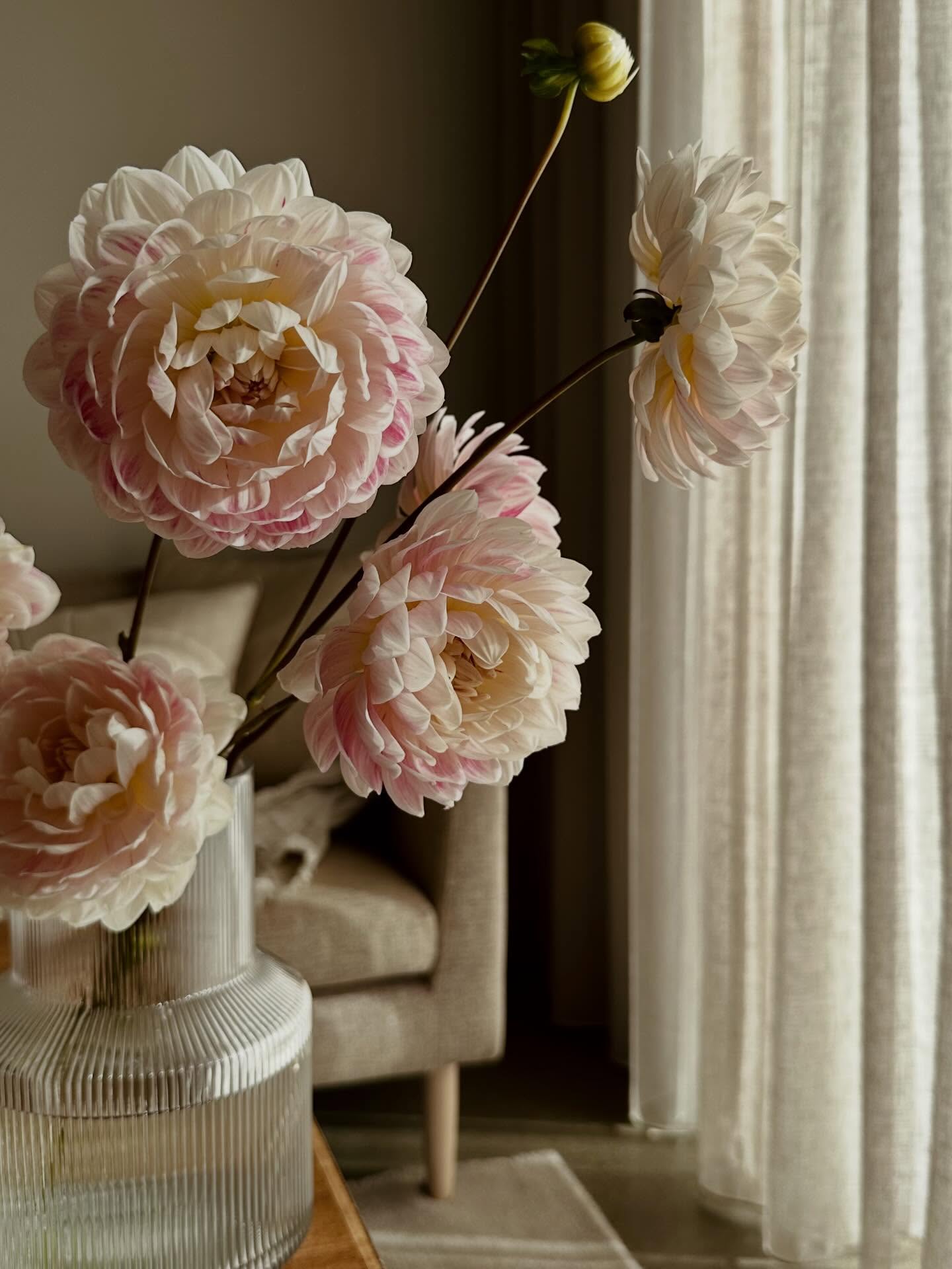 Vi jobbar för fullt med att ta sticklingar och förbereda webshoppen inför vårt dahliaevent 💃 Som vi längtar!
Av vissa sorter blir det ett begränsat antal - först till kvarn gäller! Vi kommer att ha en gräns på max två plantor av samma sort så det räcker till fler 🥰
We are working hard to take cuttings and prepare the webshop for our dahlia event 💃 We can’t wait!
There will be a limited number of certain varieties - first come, first served! We will have a limit of a maximum of two plants of the same variety 🥰
#storiesandcreations #dahliadesire #dahliafarmers #uniquedahlias #unicorndahlia