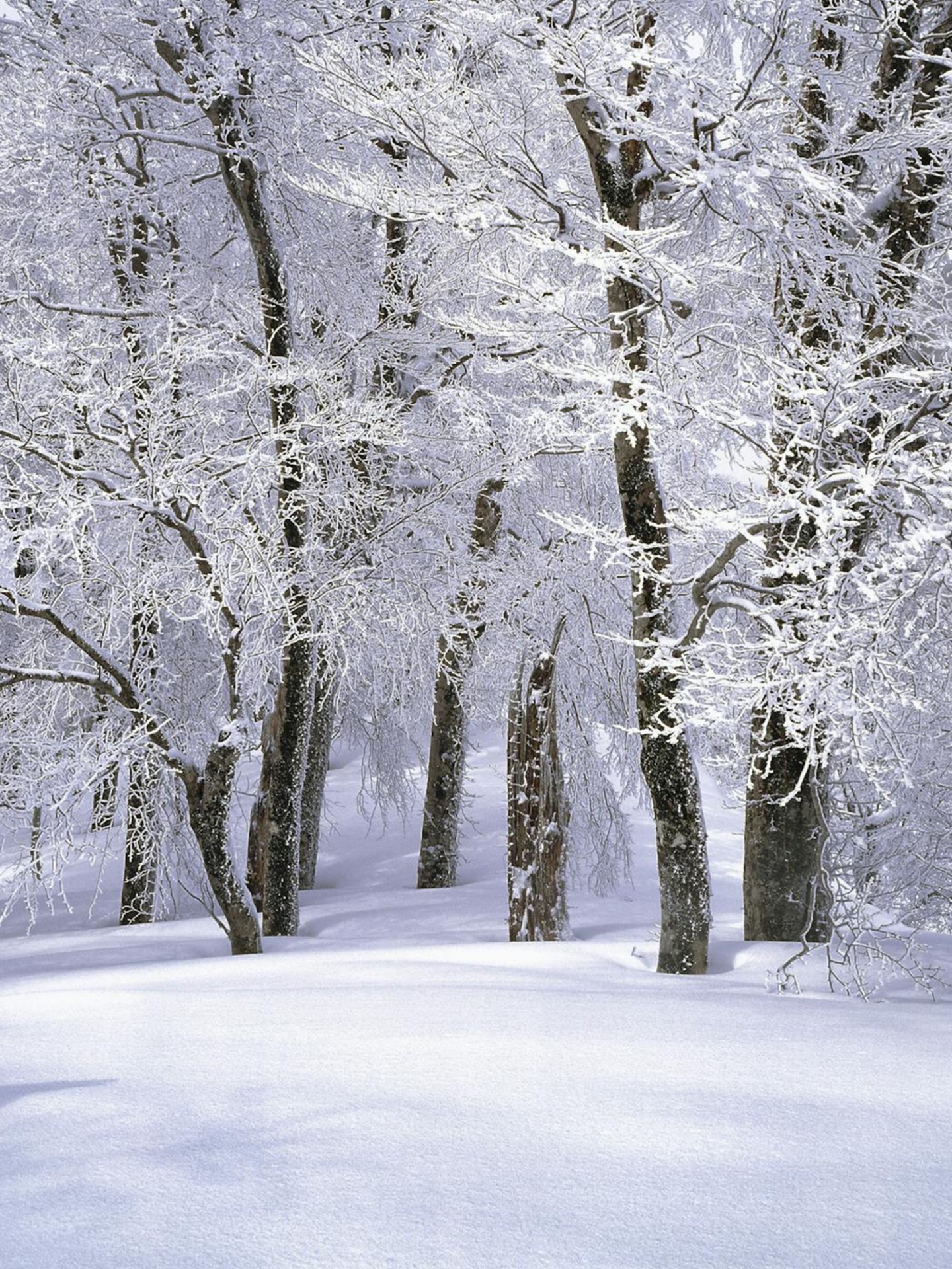 Breathe in the calm of winter
Nature heals in the quiet of snow.#naturlover #naturephotography #lillehammerpa