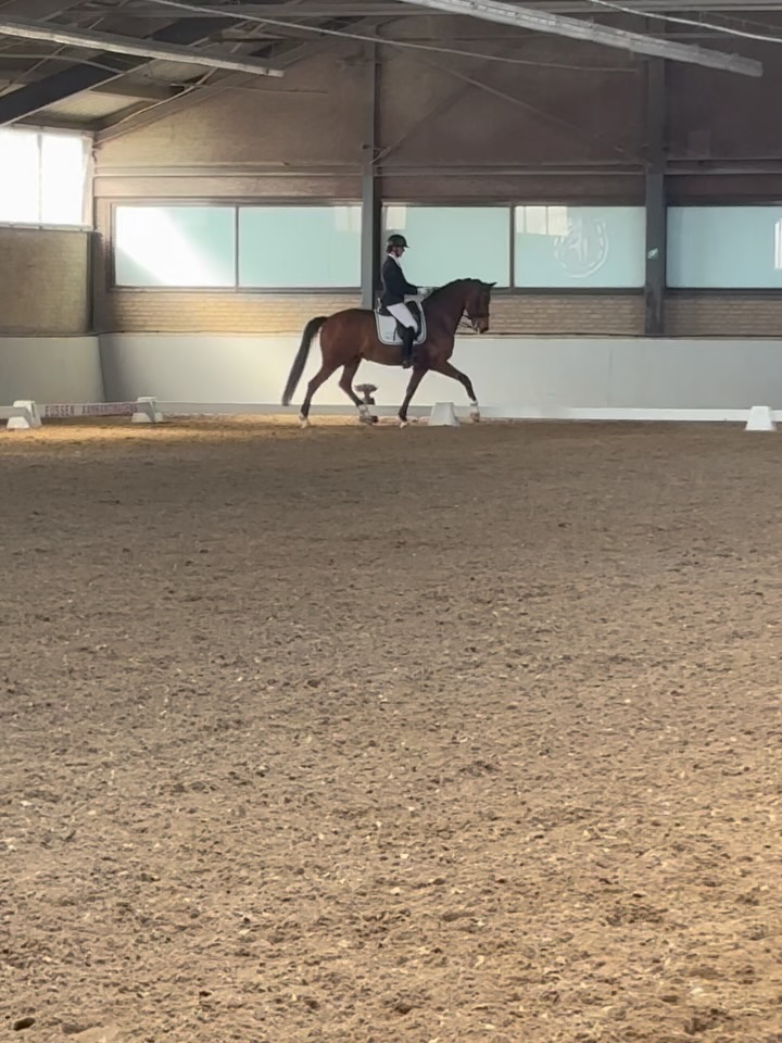 🌟Ocean Gold K
Onze allereerste wedstrijd samen en meteen ons Z2-debuut! ✨
Een 3e plaats met 71% wat een fijn paard ben jij!
Nog genoeg puntjes om aan te werken, maar nu vooral samen kilometers maken en verder groeien in die proeven💞
🌟Eaton
Zijn allereerste wedstrijd in de klasse L2 een 1e plaats met 74%❤️
Hij vond het nog wel een beetje spannend allemaal, maar wat een gaaf en eerlijk paard is het toch. Super trots op hem!✨
🌟Sir Donner Blitz
Ook zijn allereerste wedstrijd én meteen een debuut in het M2! ✨
Door de spanning hadden we een paar storingen, maar toch super tevreden met een 1e plaats en 65%! 🥇
Een paard met enorm veel kwaliteit nu vooral kilometers maken en samen blijven groeien. 💪🐴
Op naar de volgende!