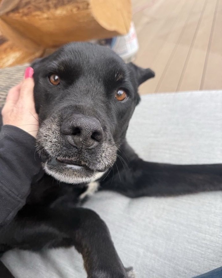 Her sweet face makes every visit special. 🐾💖
@woofhoofmew #petsitting #evergreencolorado #morrisoncolorado #conifercolorado #dogsofcolorado #dogsofinstagram