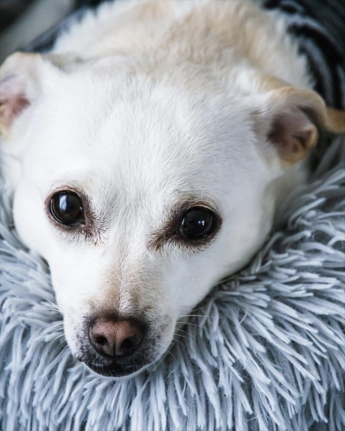 This is Delilah. My mixed Chihuahua co-pilot. There are so many ways to bring our furry friends along to our celebration, from their physical presence to an element that references them. Let's include our loyal companions!
-
Esta es Delilah, mi Chihuahua mezcla con algo que aún no hemos podido definir. Mi copiloto. Hay muchas maneras de incluir a las mascotas en nuestra celebración, desde su presencia física hasta un elemento que haga referencia. La idea es que sean parte, que los incluyamos como compañeros fieles.
-
Photo: @frattohernan
Model: Delilah
...
#timelessimpress #bespokestationery #weddingstationery #luxurystationery #weddinginvitation #luxuryinvitation #bespokeinvitation #custominvitation #customstationery #custommade #handmade #handcrafted #wedding #destination #destinationwedding #luxurywedding #barbie #fairycore #balletcore #angelcore #cottagecore #80swedding #90swedding #y2kwedding #boda #invitacionesdeboda #quinceanera #quince #chicagowedding #floridawedding