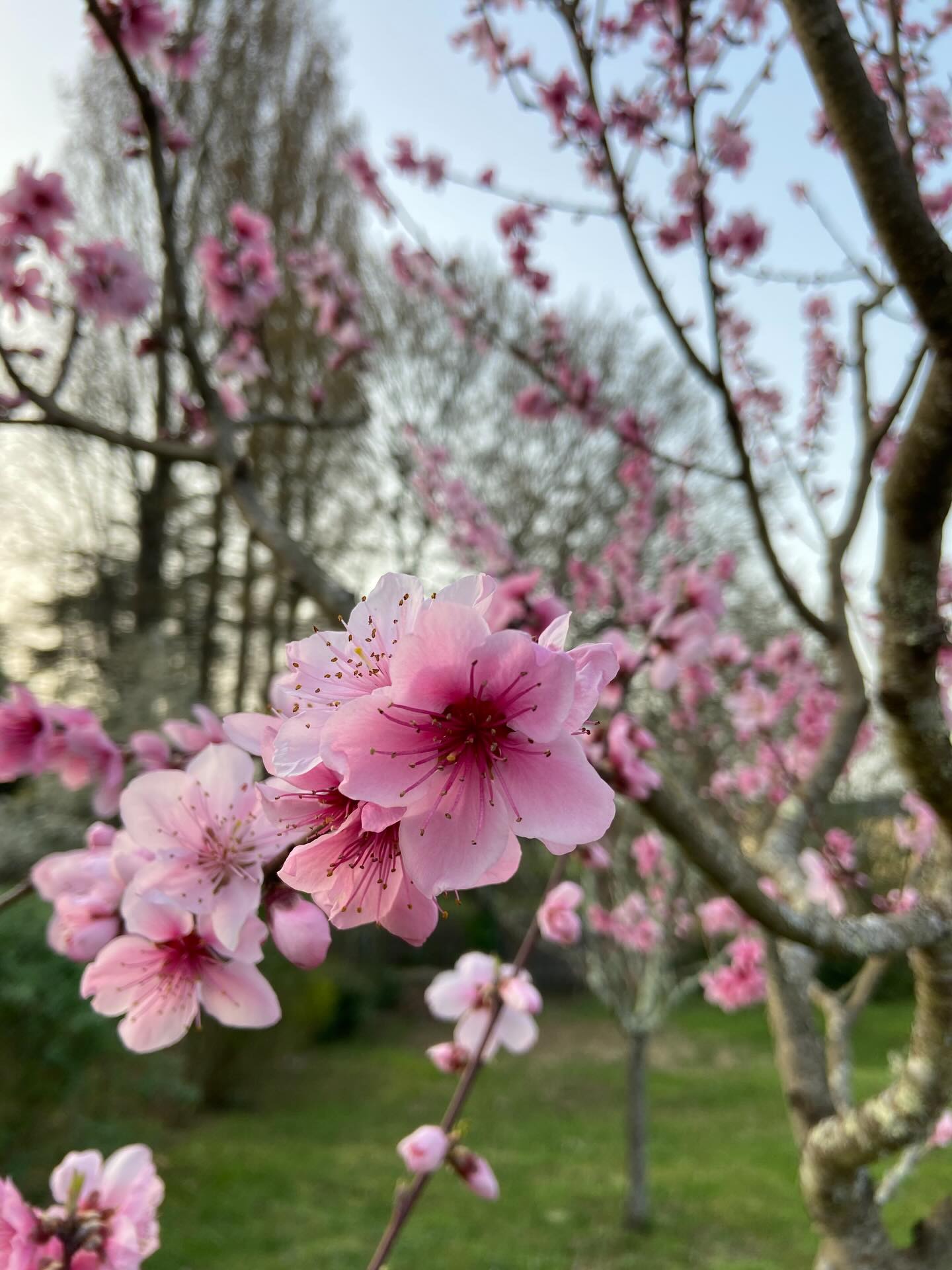 Merveille du printemps qui pointe son nez!🪂