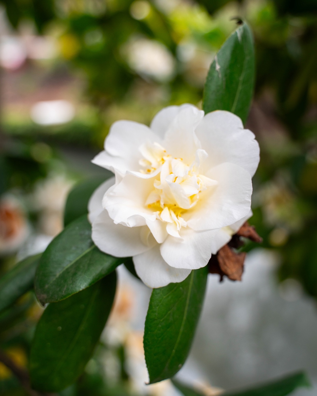 Graced by early spring colors on campus! 🌸🌼