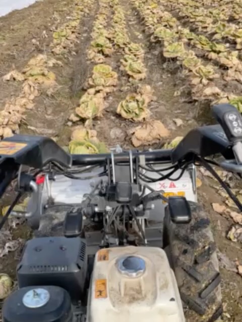 Wir mulchen den Wirsing, um den Boden vorzubereiten. Wer kann erraten, was hier gepflanzt werden soll? #ratespass #mulchen #solawi #hohenneuendorf #frühlingserwachen
😎 Des Rätsels Lösung liegt in Bohnen und Blumen!