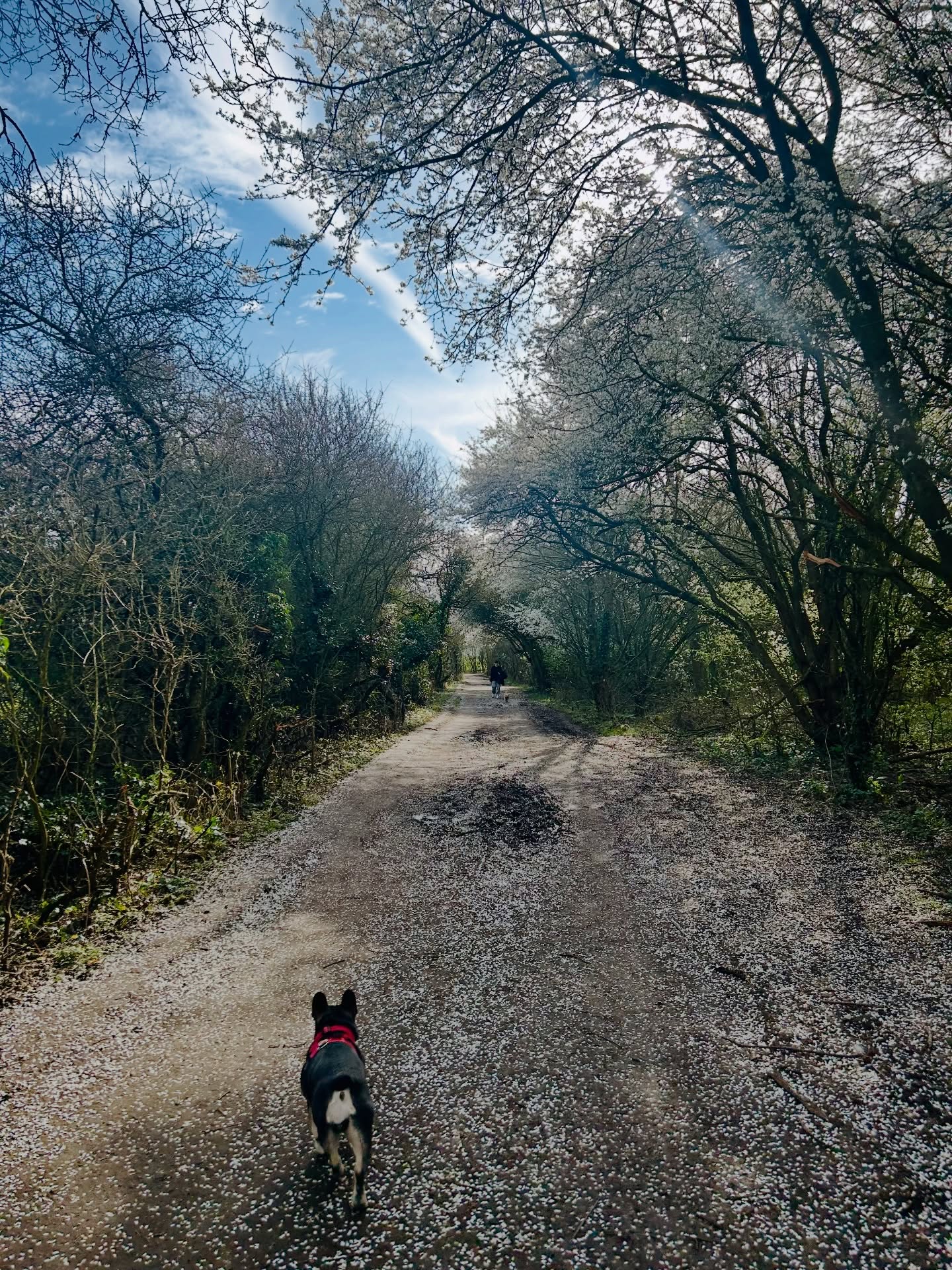 Looking forward to more ‘days like this’…. 🌸🌳🥾
A gorgeous walk in nature this morning pre client calls…thank you to the wonderful Kim @thecanopywomenscircle for being my walking buddy today!
Hands up if you’re ready for more Spring days like this. 🙋♀️
#SpringTimeVibes #LoveLeam #NewboldComyn #DaysLikeThis #VirtualAssistantLife