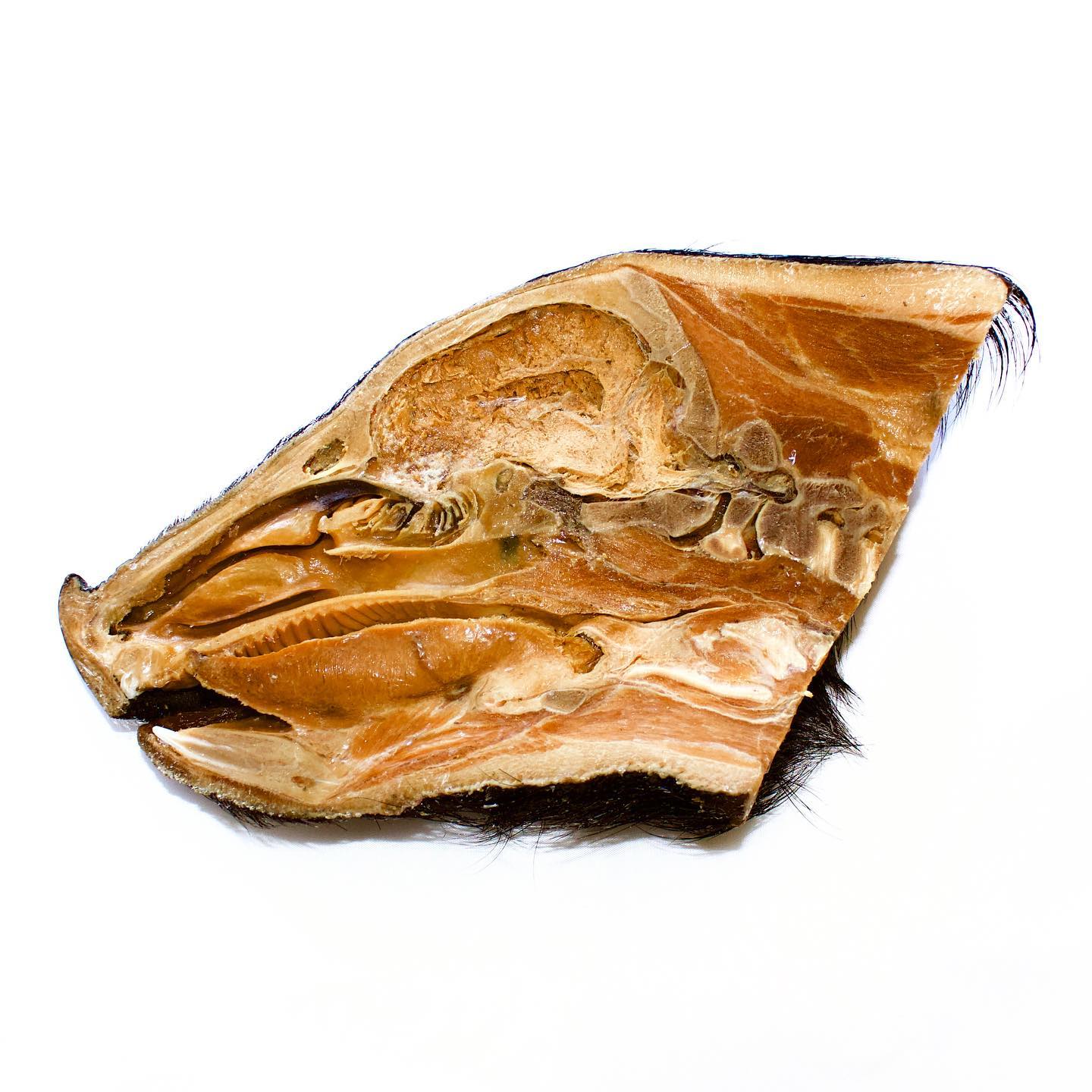 The first of two plastinated, hemisected pig heads I’ve had in the works for a while now. This one is for @westernuvetmed. Couldn’t be happier with how it turned out! Totally gorgeous. Second photo is the same head flipped over, all the hair and skin still intact. I had some trouble brushing out all the excess cured plastic, so it looks a little like it it has dandruff!
.
#pig #pigsofinstagram #plastination #plastinationarts #anatomy #science #head #scienceart