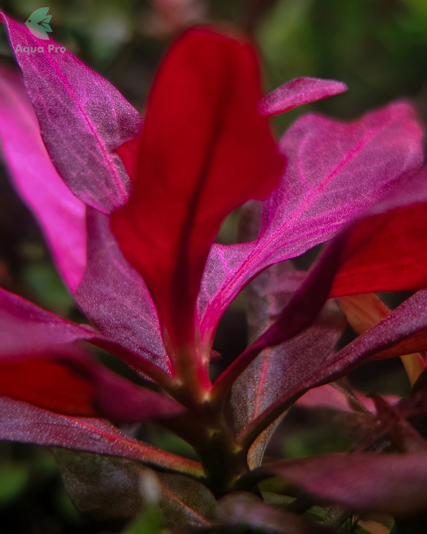How not to love this Hobby?
Coming home, and look and this stunning piece of nature with amazing colors, and knowing it's because you did a Good job on it!!!
Add some rock and coffee and I am in peace!
#lovelife
#peaceful
#colors
#nature
#natureaquarium
#plantedtank
#gardenstyle
#plants
#mozambique
#southafrica
#brasil
#hobby