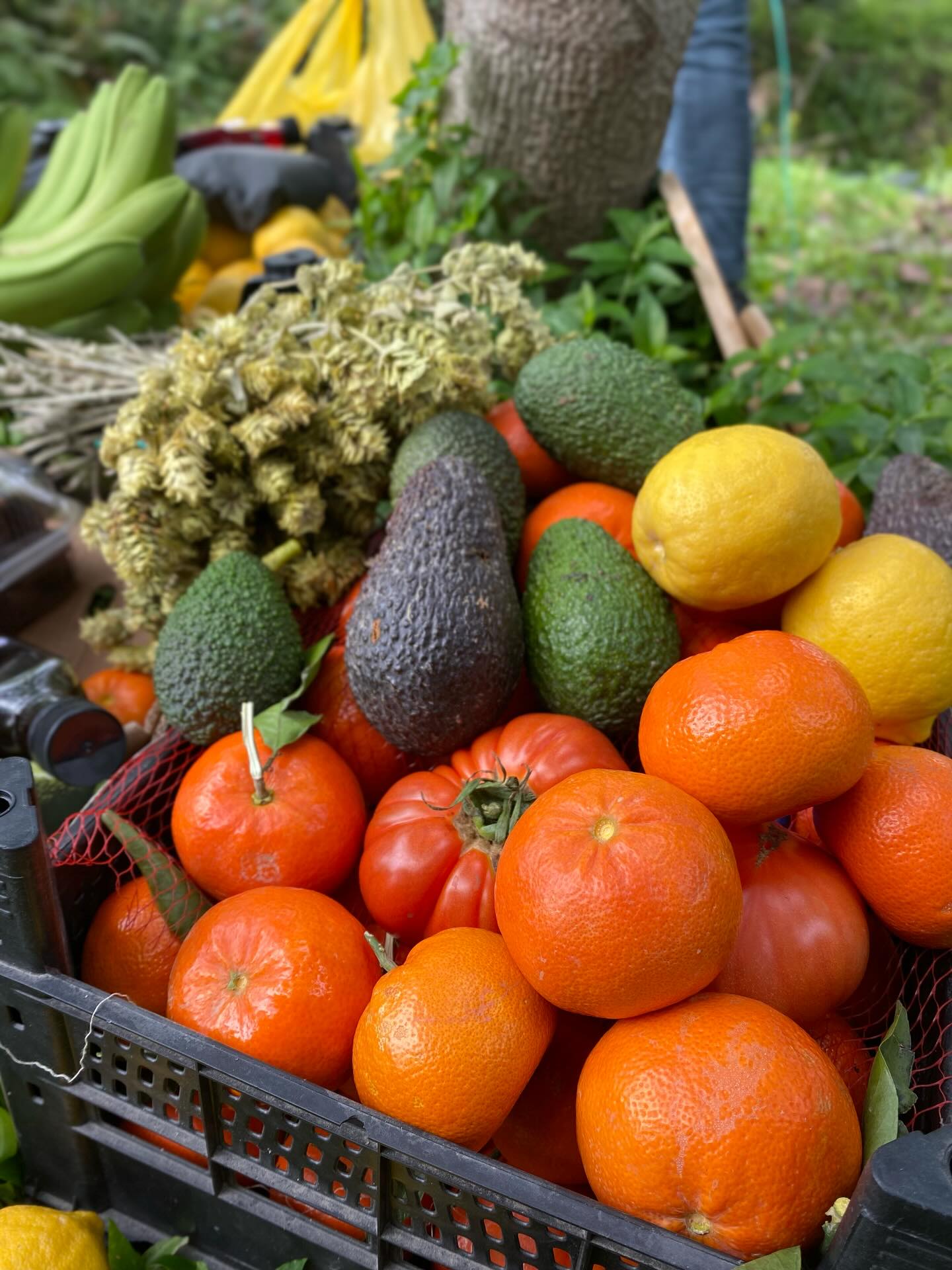 Bahçemizden özenle topladığımız
mis kokulu mandalina,
dalından gelen taptaze avokado,
güneşle olgunlaşmış domates
ve mis gibi limon ile dolu kasalarımız hazır.
📦 Siparişleriniz özenle hazırlanır
🚚 Türkiye’nin her yerine gönderim yapılır.
.
.
.
.
.
.
.
.
..
.
.
.
.
.
.
.
#avocado #sağlıklıbeslenme #organic #keşfetteyim #tropikalmeyve