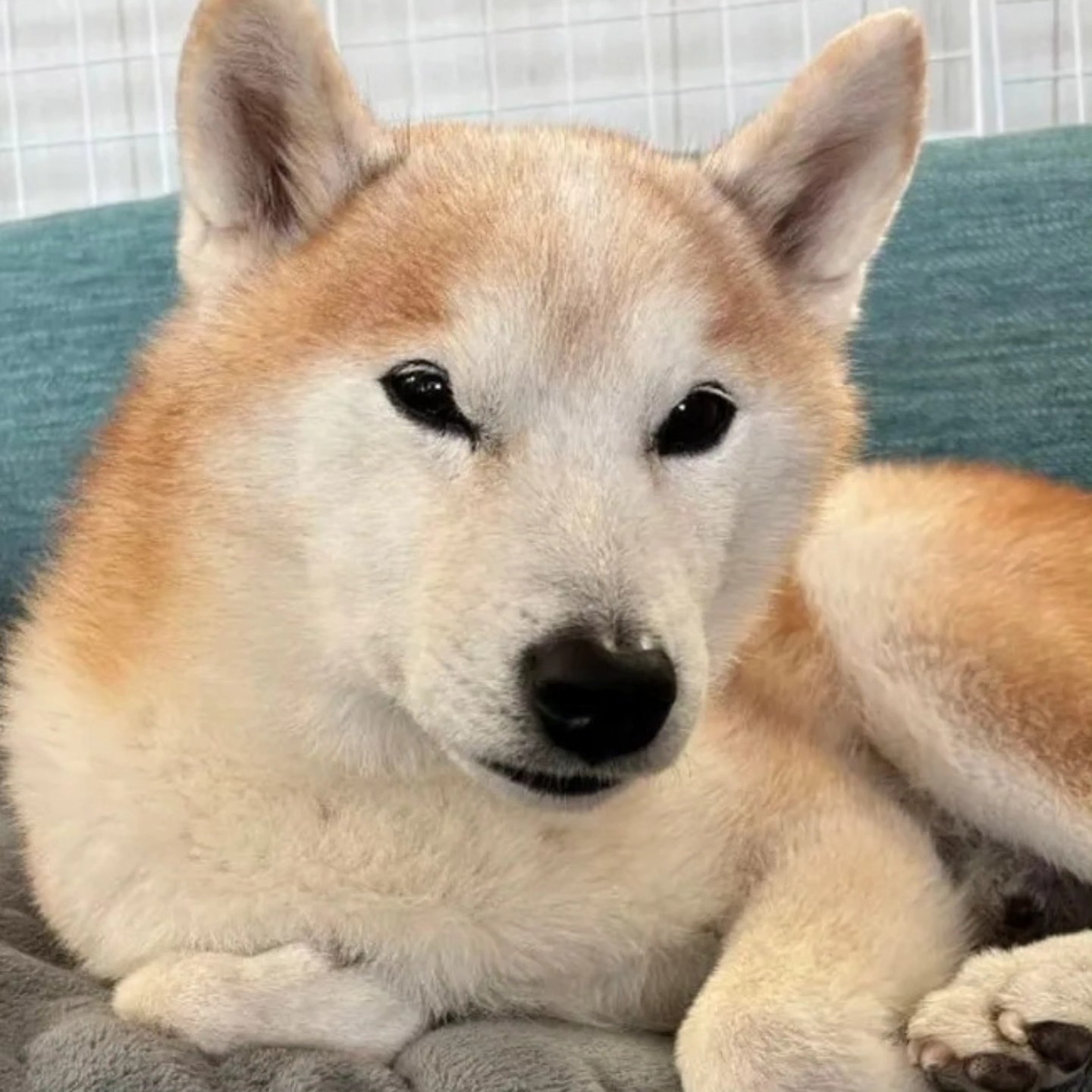 今回は白髪が素敵なおじいワン、かんた君のご供養の様子を紹介させて頂きます。
かんた君は「トリミングサロンこころ」の看板犬としてお母さんと一緒に通勤する楽しい日々を過ごしていました。
お母さんのお仕事は、別室で他のワンちゃんのトリミングや猫ちゃんのシャンプーなど。
かんた君はドアをノックして、お母さんにトイレに行きたいことをちゃんとお知らせできるお利口さん。
お母さんもお仕事に集中できましたね😊
かんた君は今年3月に余命わずかと宣告されてからも辛い様子は見せずに頑張ってきました。
その頑張る姿を見ながら、考えたくないことをしっかりと受け止めて、そしてその時を落ち着いて迎えるため、飼い主さまはかんた君のお棺まで準備してくれました。
辛かったと思います。
可愛い我が子が旅立った時に使うため、そのことを考えながら注文したお棺。
どんな気持ちで保管していたことでしょう。
できることならいつまでもしまったままで、使わないで、出番のないままであって欲しかったことと思います😢
残念ながらその日は訪れてしまいました。
でもかんた君は病院の先生の診断を裏切り、余命宣告よりとても長生きしてくれたんです。
しかも本当に穏やかで、闘病していたとは思えない優しいお顔でした。
さらに毛並みもキレイなままだったので私達ビックリしました。
後で聞いたのですがお母さんがしっかりとエンゼルケアをしてくれたんです😇
嬉しかったね、かんた君。
大好きなお母さんにカッコ良くしてもらって。
立派なお棺に、お花やおやつと一緒に収まっていた君はとても自慢気で、本当に穏やかなおじいワンだったね。
色々な事情で飼い主さんが変わって今のお家で可愛がってもらった約3年間。
楽しかったね。
お店の自慢のドッグランは、お客様のためにと遠慮して君は使わなかったみたいだけど…😁
今回、訃報をストーリーズに載せさせて頂きました。
ご家族さまに許可を頂き、訃報をお知らせすることにより、お友達、お知り合い等の方にも元気だった頃を偲んで頂き、メッセージにて無事な旅立ちを応援して欲しいのです。
お悔やみをご存知だった方、お近くの方、ご住所が分かる方、送るのが間に合う方はお気持ちを伝えて、そして応援することができます。
でもそうでない場合、後から知って「何かしてあげたかったな😢」となって欲しくないのです。
お火葬までにメッセージカードを代筆したり、花びらに一言書き込んだりと、手間を考えると赤字なんです😖
でも私達はいつも「後悔のないない旅立ちを」と申し上げております。
それは飼い主さまだけでなく、お友達にも同じく後悔して欲しくないのです。
実際、今回かんた君の旅立ちを知らなかったお友達からお供物のご依頼を頂き、かんた君と飼い主さまにお気持ちをお伝えすることができました。
かんた君に「脱線しすぎ」と怒られちゃうのでお供物代行について、詳しくはハイライトをご覧ください🙇♂️
お店の前の、広々とした駐車場からお空へと向かったかんた君ですが、立派なのど仏、指先やしっぽの先の小さなお骨もちゃんと残してくれました。
悲しみの中のお父さんやお母さんも思わず
「可愛い~😍」
と。
親孝行な子だねかんた君は☺️
大好きなお父さん、お母さんも君が可愛いお骨を残してくれたこと、とても嬉しかったと思うよ。
やっぱりお利口さんだね。
かんた君は水色の素敵な覆い袋を身にまとい、お店のいつものお部屋へと戻って行きました。
素敵な毛並みだった理由の「お店のハーブパック」お空でも自慢するんだよ。
おじちゃんも富岡町「トリミングサロンこころ」宣伝しておくね😁✨✨
@cocoro.tomioka
立派に看板犬を勤めたかんた君のご冥福を心よりお祈り申し上げます🙏
#トリミングサロンこころ
#訪問火葬#富岡町#ペットの旅立ち福島店
#いぬすたぐらむ
#エンゼルケア#ドッグラン