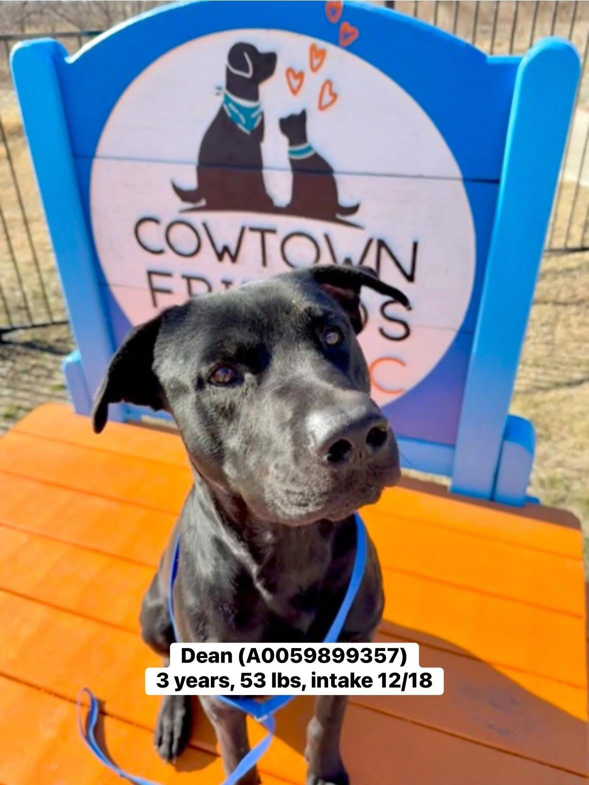 🚨 Fort Worth Animal Care & Control is at capacity at BOTH locations and needs YOUR help.
Whether you can foster for a few days or a few months — there’s a way for you to make a difference.
🐾 Short-term fosters needed for transport dogs
🐾 Foster ANY shelter dog for whatever length of time works for your family
🐾 Adoptions always welcome
Not sure where to start? Staff members are ready to help match you with the right dog for your household.
📧 Email FWACCfoster@fortworthtexas.gov
LINKS to view transport dogs and ALL dogs at the shelter are in our bio!
📍 Silcox Center — 4900 Martin Street, Fort Worth, TX 76119
📍 Henry Center — 351 Hillshire Drive, Haslet, TX 76052
Every foster and every adoption saves a life. Please share. 🤍