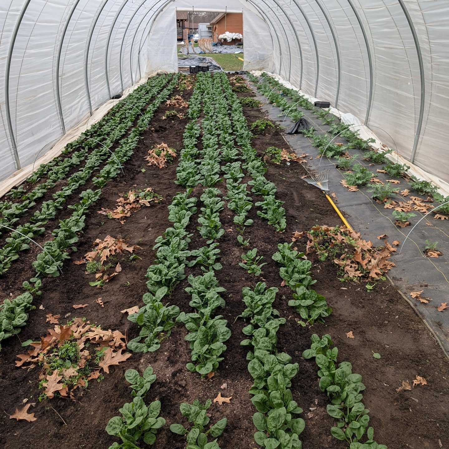 We don't normally have to weed the greenhouses in early March, but they sure look a lot nicer now!! Also, 2026 Salad Gnome sign ups are live! (Link in bio)