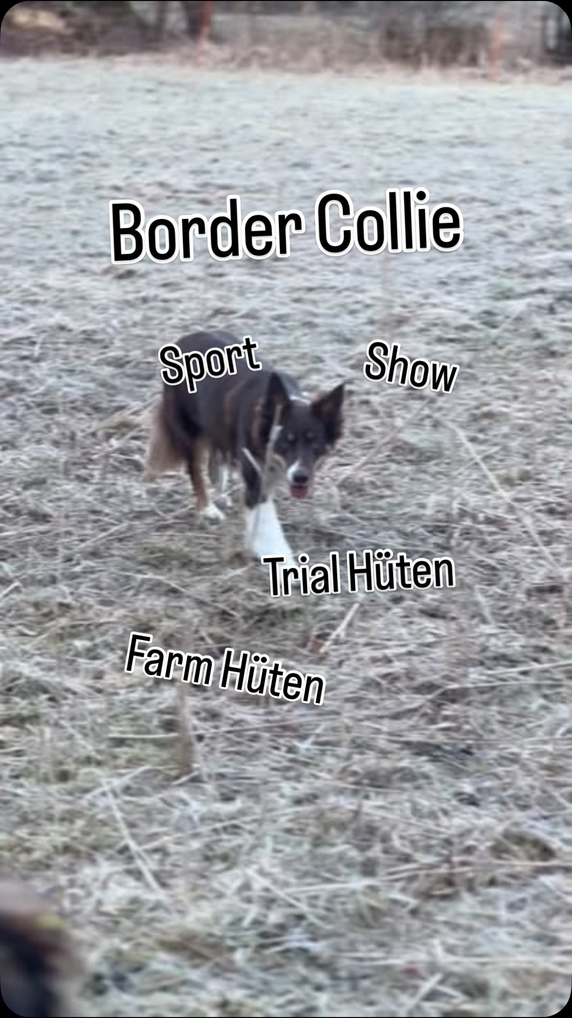 Der Border Collie! 🧡
Nein, das wird nicht noch eine Rassebeschreibung. Nur ein Einblick in diese faszinierende und arbeitsfähige Rasse 🫶🏼
So viel Genetik und Zuchtselektion für die Arbeit am Tier.
Auch Show Linien tragen die Genetik in sich. Nur weil Show drauf steht ist das ursprüngliche Zuchtziel nicht komplett verloren gegangen, das sollte man bei der Rassewahl im Hinterkopf haben. ☝🏼
#workingbordercollie
#workingdog
