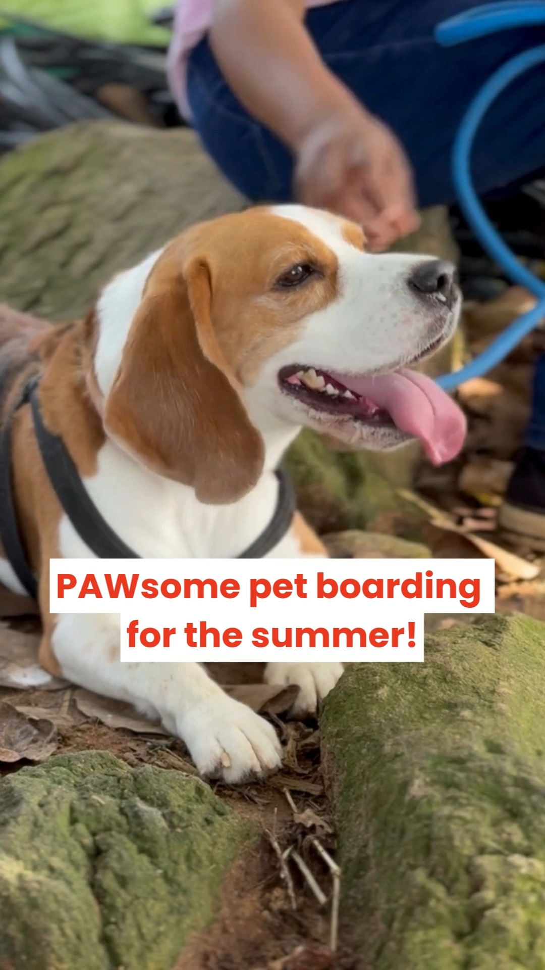 A retreat that your pets will actually look forward to.
Wide open spaces, refreshing swims, long walks, cozy rooms, and a team that treats every pet like family — that’s what a stay at Cessna Pet Retreat looks like.
Because boarding shouldn’t feel like leaving home… it should feel like a vacation of their own. 💛
📞 Call 7619634627 to book your pet’s stay at Cessna Pet Retreat. Spots fill up fast! Summer vacation fun only at Cessna Pet Retreat!
#cessnalifelineveterinaryhospital #cessnalifeline #20yearsofcessnalifeline #cessnapetretreat #petboardingindia #petvacation #dogboarding #petresortlife #dogsofindia #petparentsindia