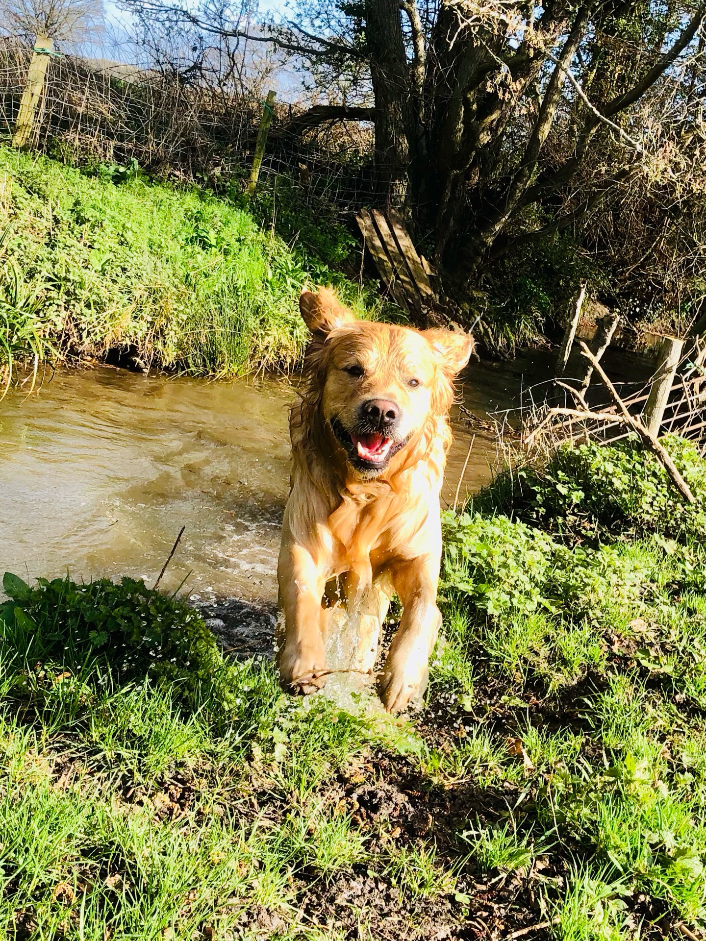 ❤️🐾
If your dog would like to have a walk with us then contact us at www.ardendogwalking.co.uk and check out our half-day experience.
#ullenhall #tanworthinarden #hockleyheath #henleyinarden #dog