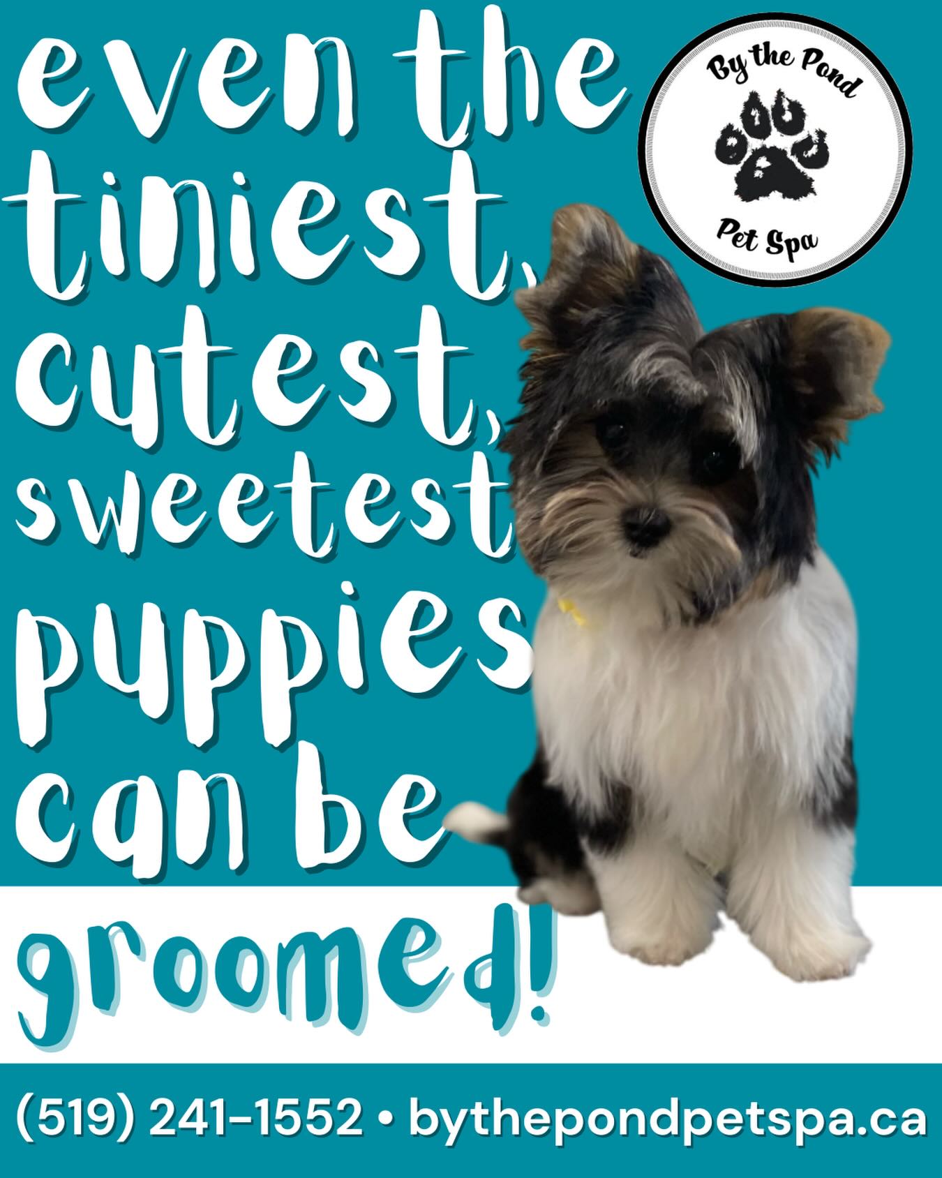 If tiny baby Rosie can do it, so can your pretty pup 😉
If you text or call us at (519) 241-1552, you can get your furry friend booked in for their first spa appointment as soon as next week!
#dogsofinstagram #doggroomer #doggroominglife #cambridgeontario #puppysfirstgroom