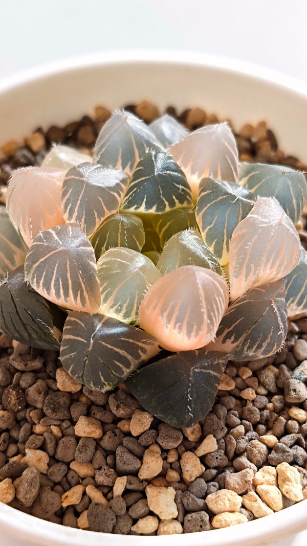 Haworthia obtusa ‘Blue Lens’ Reverse Variegated
This beautiful specimen was previously beheaded once and has since been successfully rerooted.
It has been in my care for quite some time, and is now displaying some of its best coloration.
The plant shows a lovely pinkish hue, complemented by greyish-blue tones across the windows, making it especially attractive under good lighting.
#haworthiasingapore #haworthiacollection #haworthiabluelens #haworthiareversevariegated
#haworthiaobtusavariegated
