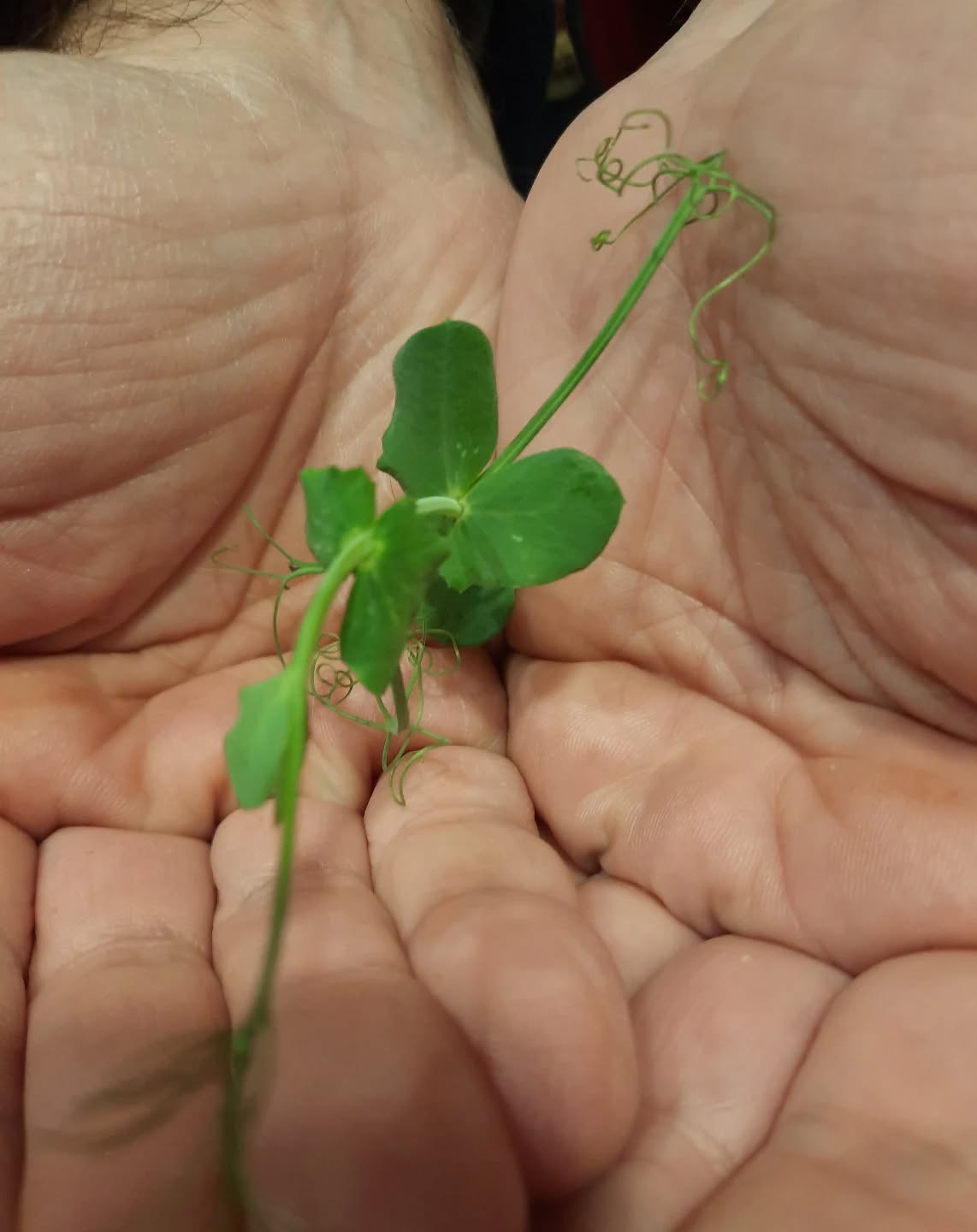 Your best choice 🌱
Dirt Free Microgreens 🌱
Athens Gourmet Leaves 🇬🇷 Greek Microgreens 🇬🇷 Packed and delivered as fresh as it gets all over Greece🌱
Eat your greens 🌱
#supportlocal
#athensgourmetleaves #microgreensgreece #microgreens #gourmetcooking mediterraneancuisine greekrestaurants athensrestaurants greekchefs dirtfreemicrogreens gourmetcooking gourmet eatyourgreens microgreen artdelatable🍽 urbanfarming greekmicrogreens
verticalfarming madeingreece producedingreece chefstalk gastrobar culinaryarts culinary garnish chefsofinstagram cheflife happychef artonplate artonaplate
Photo credit: Yiannis Giassemis