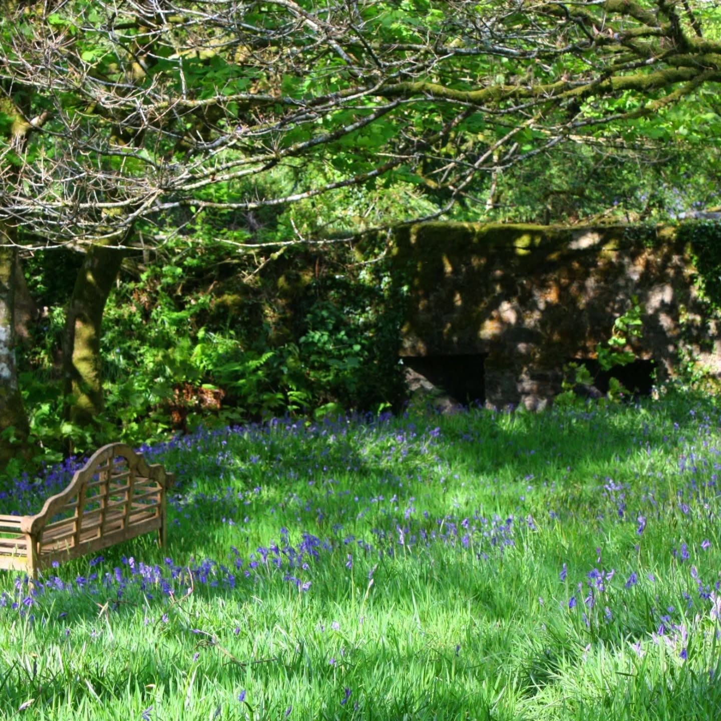 In spring, the cottage garden comes alive with a beautiful carpet of wild bluebells, creating a peaceful and enchanting setting offering guests a rare and unforgettable natural spectacle.
The bluebells typically flower from mid April to late May
We still have some availability during this period so click on the link to book! .
.
.
.
#bluebellseason #escapetothecountry #vistdartmoor #dartmoorholidaycottage #cottageholidays