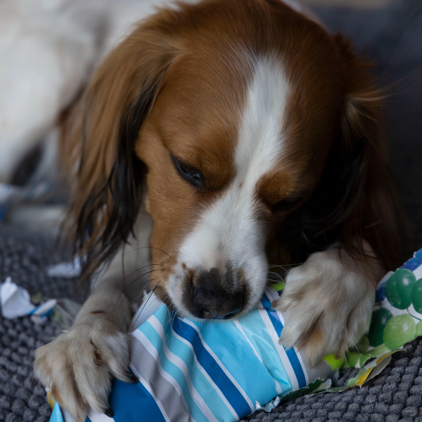 Happy birthday Indy! 3 jaren jong en zielsgelukkig met het cadeaupapier en een dagje strand. #kooiker #kooikerhondje #kooikersofinstagram