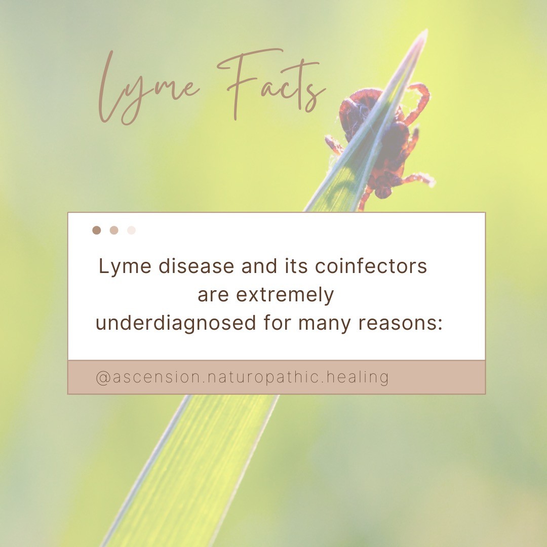 Lyme disease (and its associated co-infectors): a serious yet common infection. Many people suffer and do not receive the appropriate diagnostics to even confirm this health condition (or, they are told they tested negative, when they actually *do* have it!). This means chronic discomfort, misdiagnosis, and oftentimes a disrupted quality of life. Why can this happen? Swipe through to find out!
#lymedisease #lymewarrior #lyme #coinfections #diagnostics #naturopathicmedicine #herbalist #herbalism #northeast