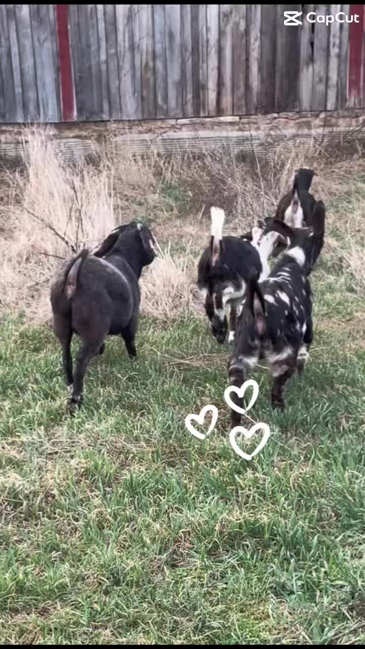 Enjoy your day! 🐐❤️ #fourdiamondsranch #raystownfarms