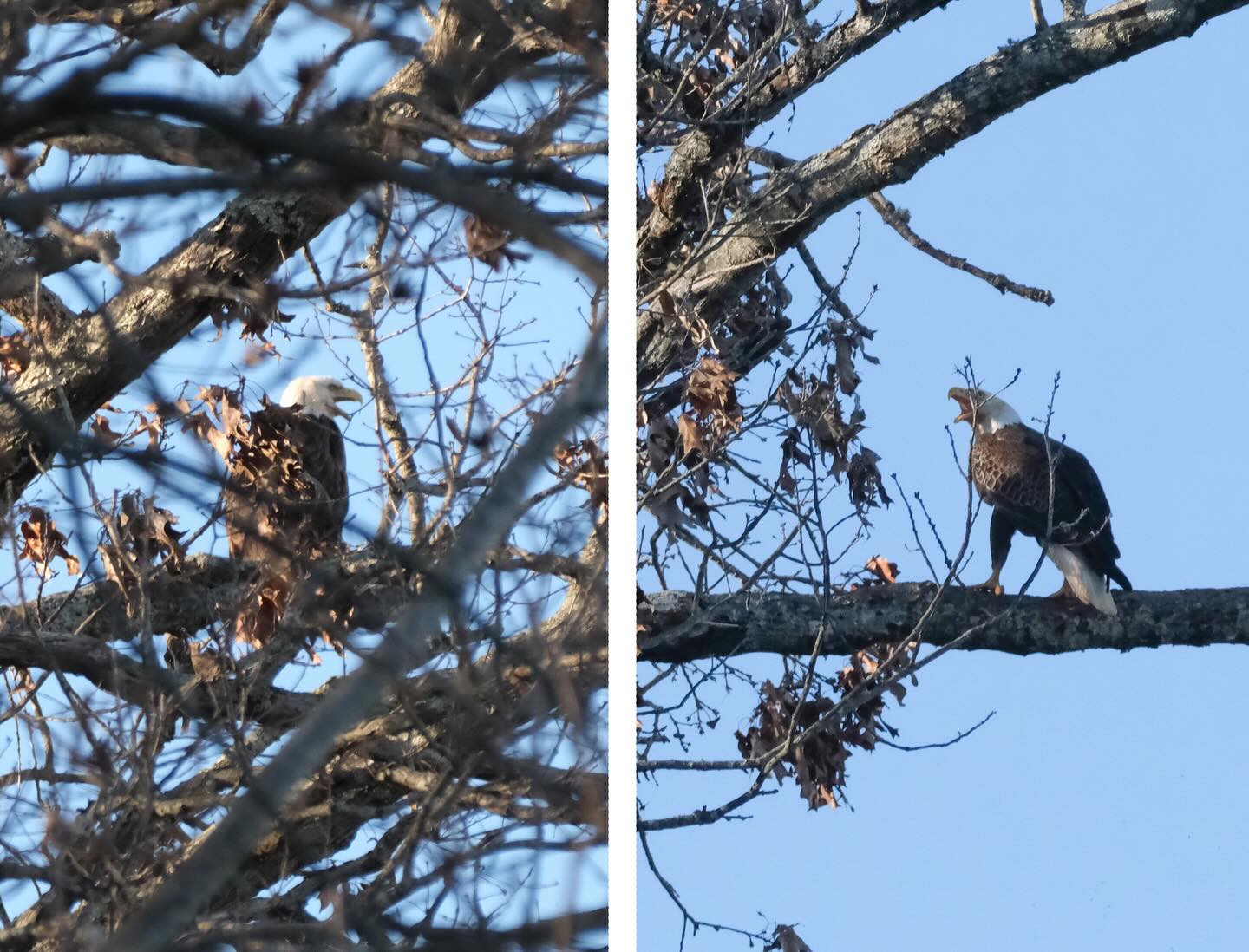 Screaming eagle spat.