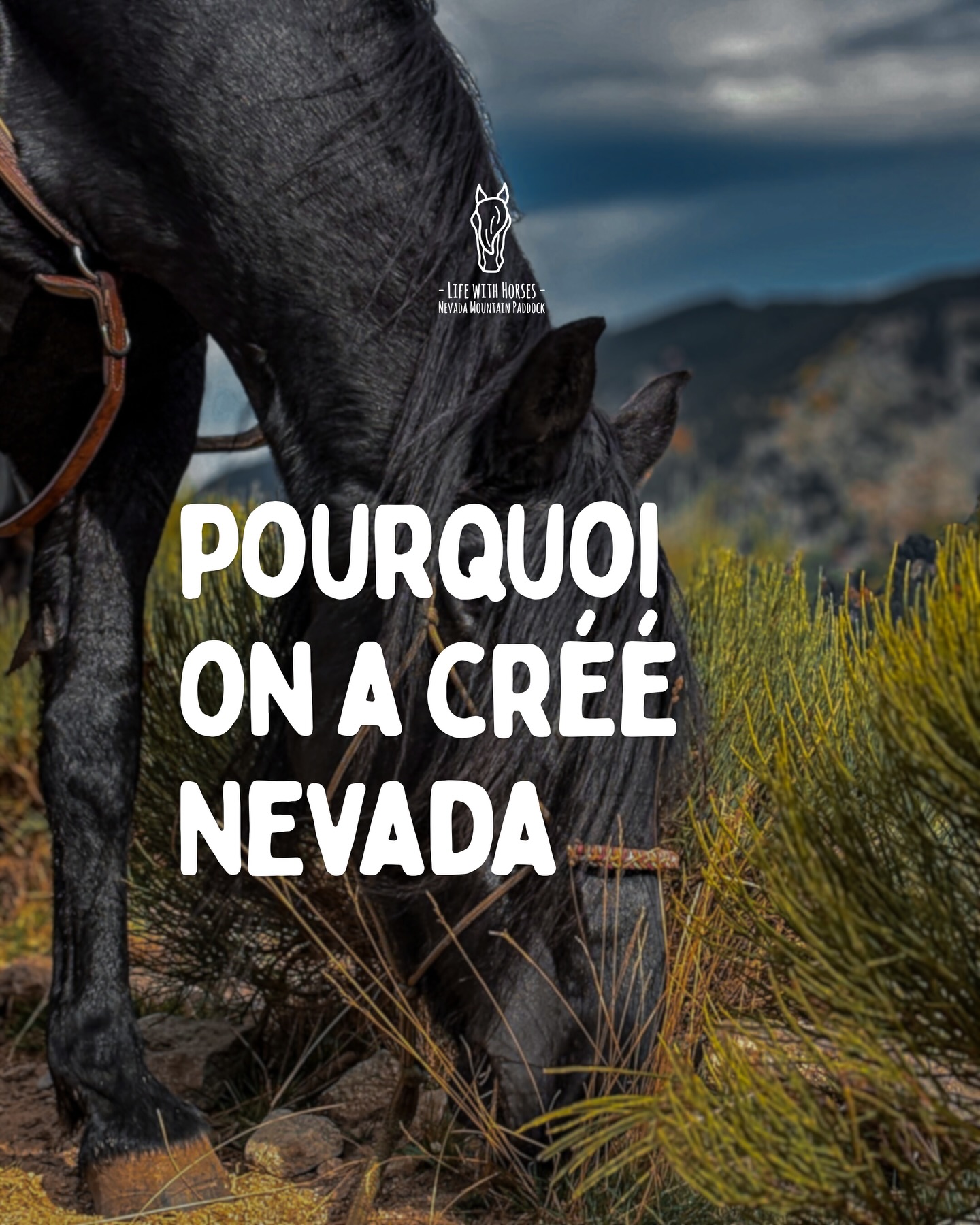 Pourquoi faisons-nous tout ça ?
Nevada Mountain Paddock n’est pas né d’un projet d’activités équestres.
Tout a commencé simplement : deux humains, Caro et Quentin, et quelques chevaux que nous avons recueillis au fil de nos rencontres et de notre travail auprès d’eux.
Nous avons compris une chose : ces chevaux n’avaient pas besoin d’être utilisés. Ils avaient surtout besoin d’un endroit où vivre, en troupeau, avec de l’espace et des humains qui les soignent avec amour.
Alors nous avons choisi une approche simple :
adapter nos activités aux chevaux, et non l’inverse.
Aujourd’hui, tout ce que nous faisons existe d’abord pour leur offrir une belle vie.
Et c’est cette vie que nous partageons avec ceux qui viennent vivre un Voyage Immersif avec nous.
⸻
🇬🇧 Why did we create Nevada Mountain Paddock?
Nevada did not start as a tourism project.
It started very simply: two humans and a few horses we welcomed over the years through our work with them.
Some of them needed a place where they could simply live well again — in a herd, with space, movement, time and humans caring them lovely.
So we chose a different approach.
Instead of asking horses to adapt to our activities,
we adapt our activities to the horses.
Everything we do today exists first to give them a good life.
And the Immersive Journey is our way of sharing that life with people who come here.
⸻
🇦🇩 Per què vam crear Nevada Mountain Paddock?
Nevada no va començar com un projecte turístic.
Tot va començar de manera molt simple: dos humans i alguns cavalls que vam anar acollint al llarg dels anys gràcies a la nostra feina amb ells.
Alguns només necessitaven un lloc on poder viure bé de nou: en ramat, amb espai, moviment, temps i humans qu’els cuiden amb amor.
Per això vam triar un altre camí.
En lloc de demanar als cavalls que s’adaptessin a les nostres activitats,
som nosaltres qui adaptem les activitats als cavalls.
Tot el que fem avui existeix primer per oferir-los una bona vida.
I el Viatge Immersiu és la manera de compartir aquesta vida amb les persones que venen aquí.
#horselife #rescueanimal #wellnesshorse #ridewithconnection