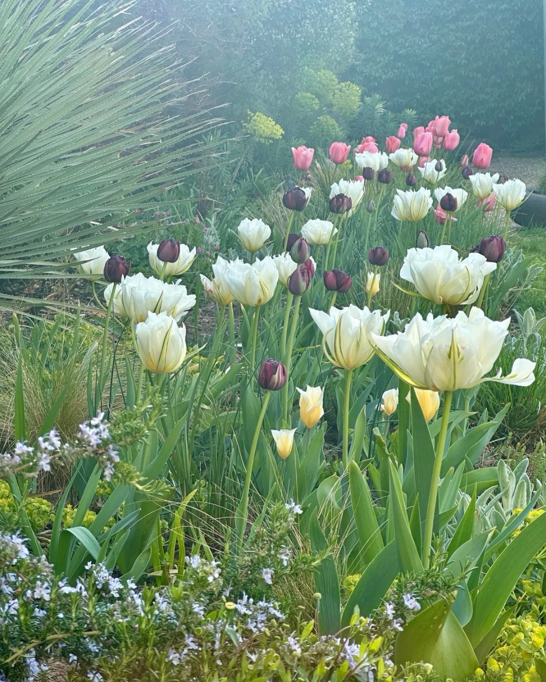 Tulips already pushing through on 9th March! Swipe through to the last image to see them today.
Looking back, last year they were only just appearing around 30th March, (image 5 is the same border as image 6 but taken on the 30th March) and the earlier images in the carousel are from the beginning of April.
A very mild, wet winter has nudged everything forward — beautiful to see the garden waking up, but also a quiet reminder of how our seasons are shifting and the impacts of climate change.
Any tulips popping up in your garden yet?
⸻
ABOUT: Joe Perkins Design is a multi-award-winning landscape design consultancy, creating innovative outdoor spaces that celebrate the environment, wildlife, and biodiversity. Working across the UK and internationally, we partner with clients who share our passion for sustainable and visionary design. Discover more about our work at: www.joeperkinsdesign.com