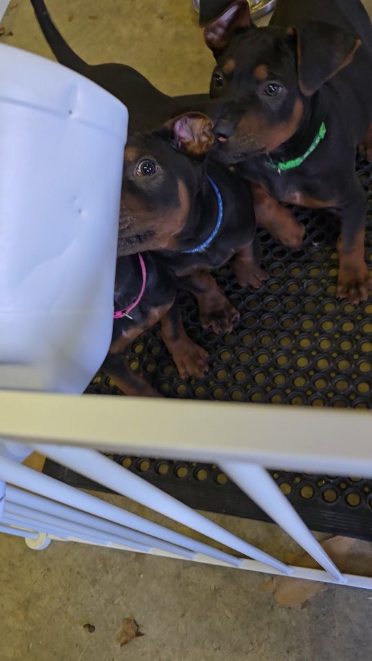 Lol Monsters 💚
Sport Prospects 👀🏡
-
Laizhou hong chinese red dog
-
Nothing for sale, DM to inquire about the breed!
-
dutch shepherd sighthound #rarebreed #protectiondog #chinesereddog beauceron schutzhund protection dog psa german shepherd guard dog trainer preservation chinese red dog #dobie