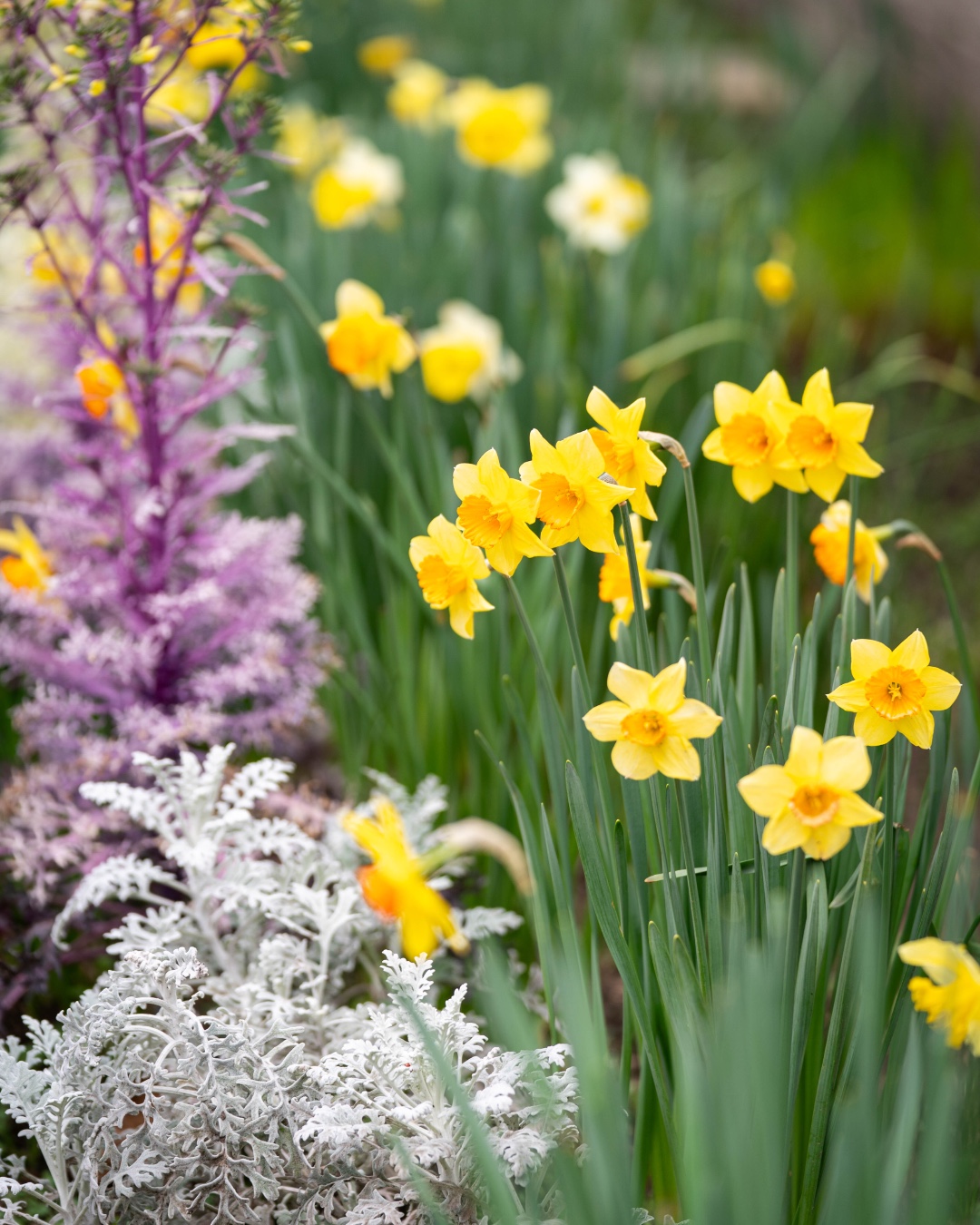 Graced by early spring colors on campus! 🌸🌼