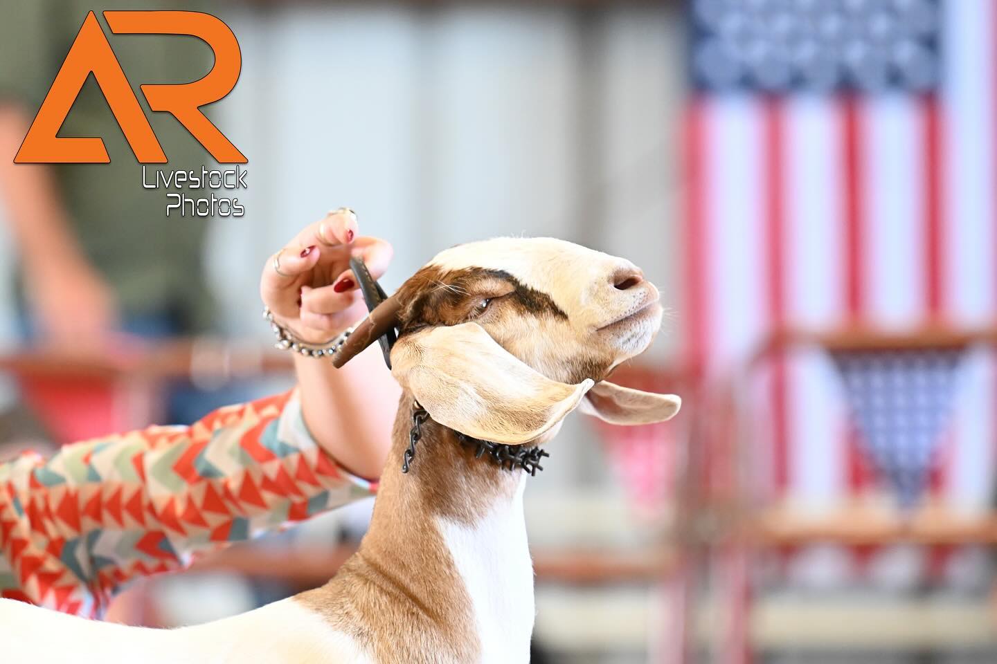 𝗜𝗻𝗱𝗲𝗽𝗲𝗻𝗱𝗲𝗻𝗰𝗲 𝗗𝗮𝘆 𝗦𝗵𝗼𝗼𝘁𝗼𝘂𝘁🇺🇸🎆
Another fantastic time back at a great show. Lots of fun competition with some awesome awards made by @benchmarkgraphicco
📸Use the code below for 25% off all purchases including packages for the next 24 hours!
Code: IDS24
📲View and purchase photos at
https://alexisradunlivestockphotos.shootproof.com/gallery/24738874/
For all other shows and information visit
ALEXISRADUNLIVESTOCKPHOTOS.COM
Next up: Showdown in the Sand🌊☀️