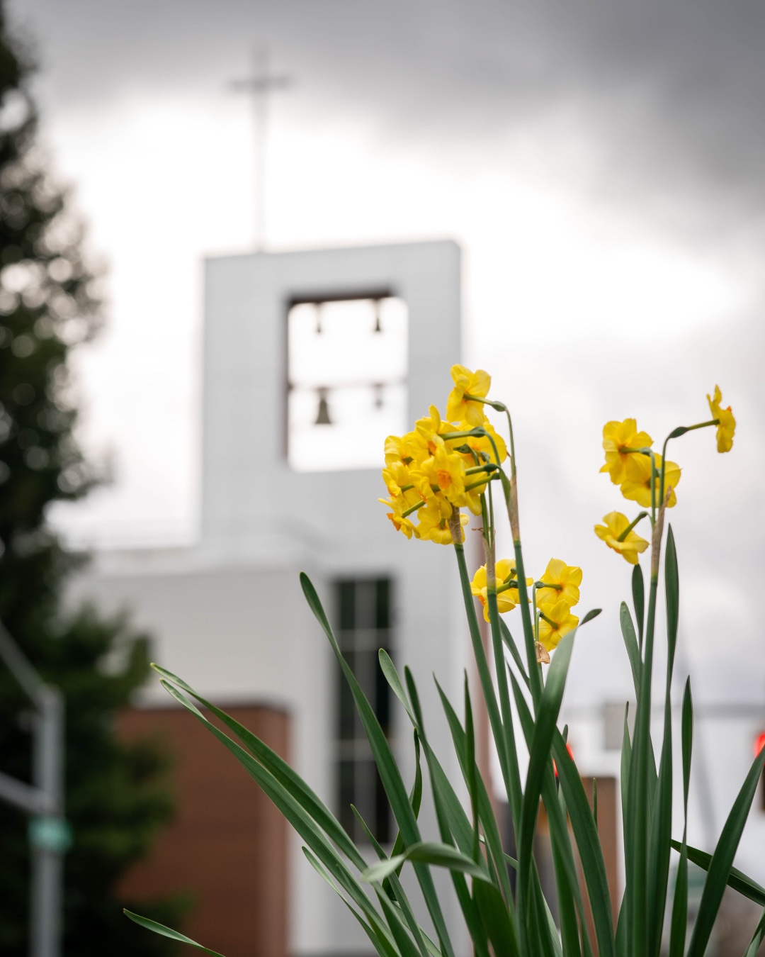 Graced by early spring colors on campus! 🌸🌼