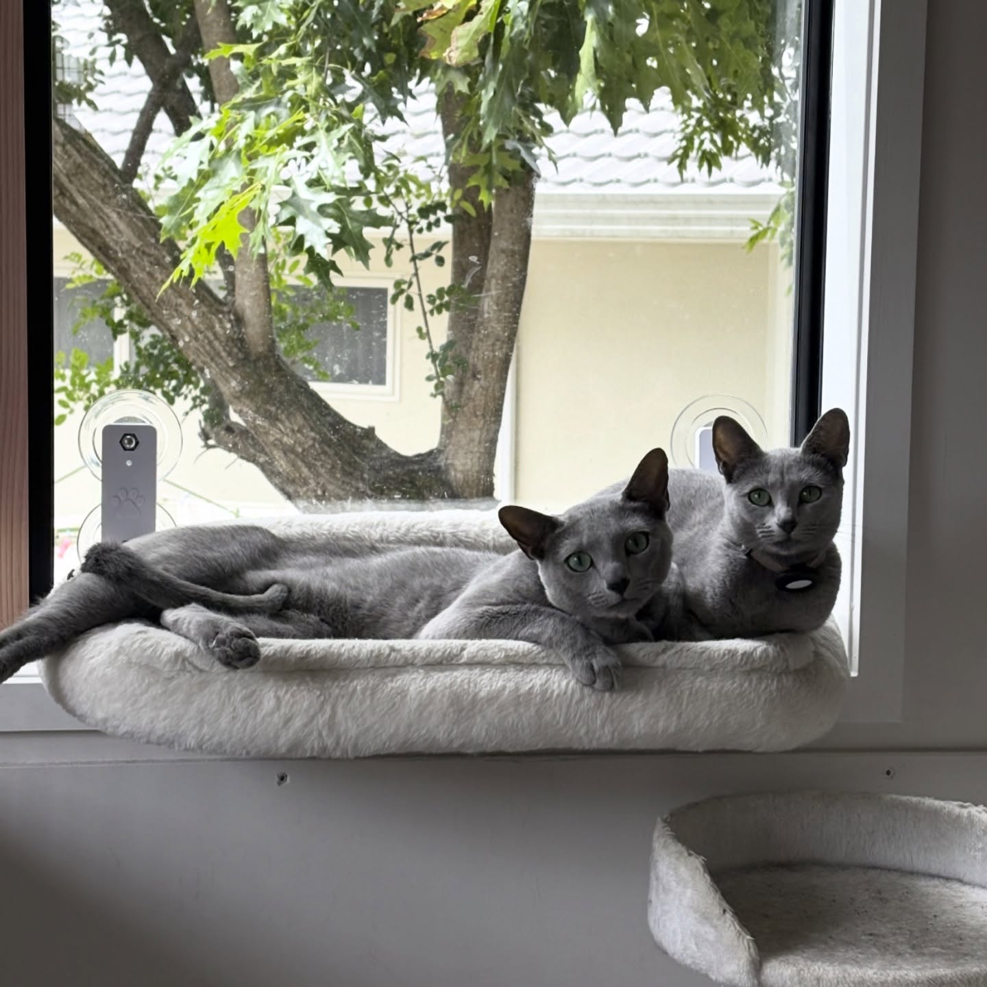 Early morning views 😍
These two are always curled up in the window bed, every night xo