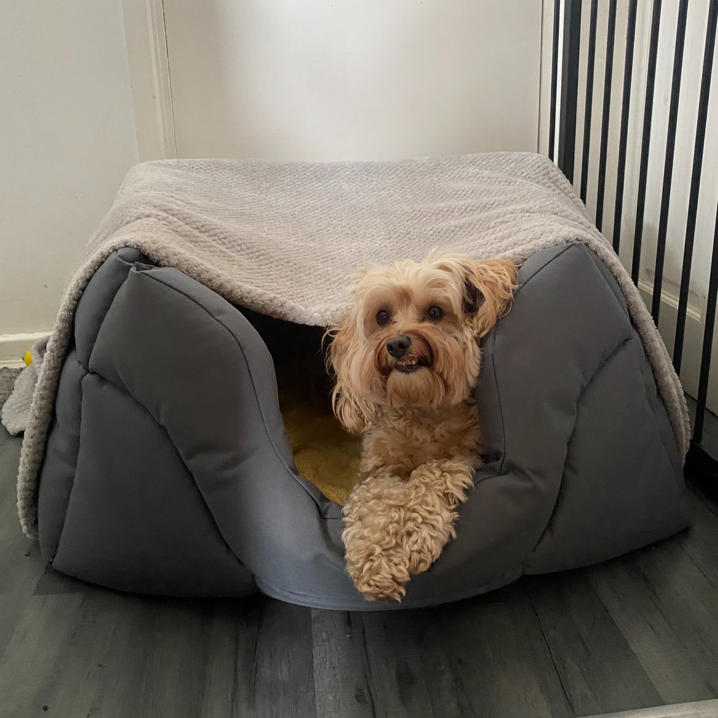 💙 a lil photo dump 💙
#dogsarethebest #dogs #dogwalkerofinstagram