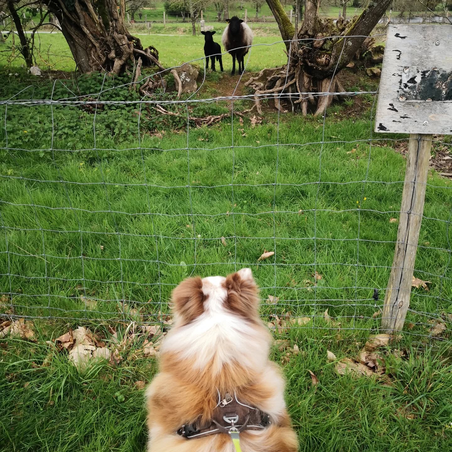 Phalone qui aime regarder Brioche en passant en balade. Le premier jour la brebis était en protection maintenant ils sont intrigués. Phalone leur fait plein de signaux d'apaisement et finie par s'asseoir c'est trop mignon. ♥️
