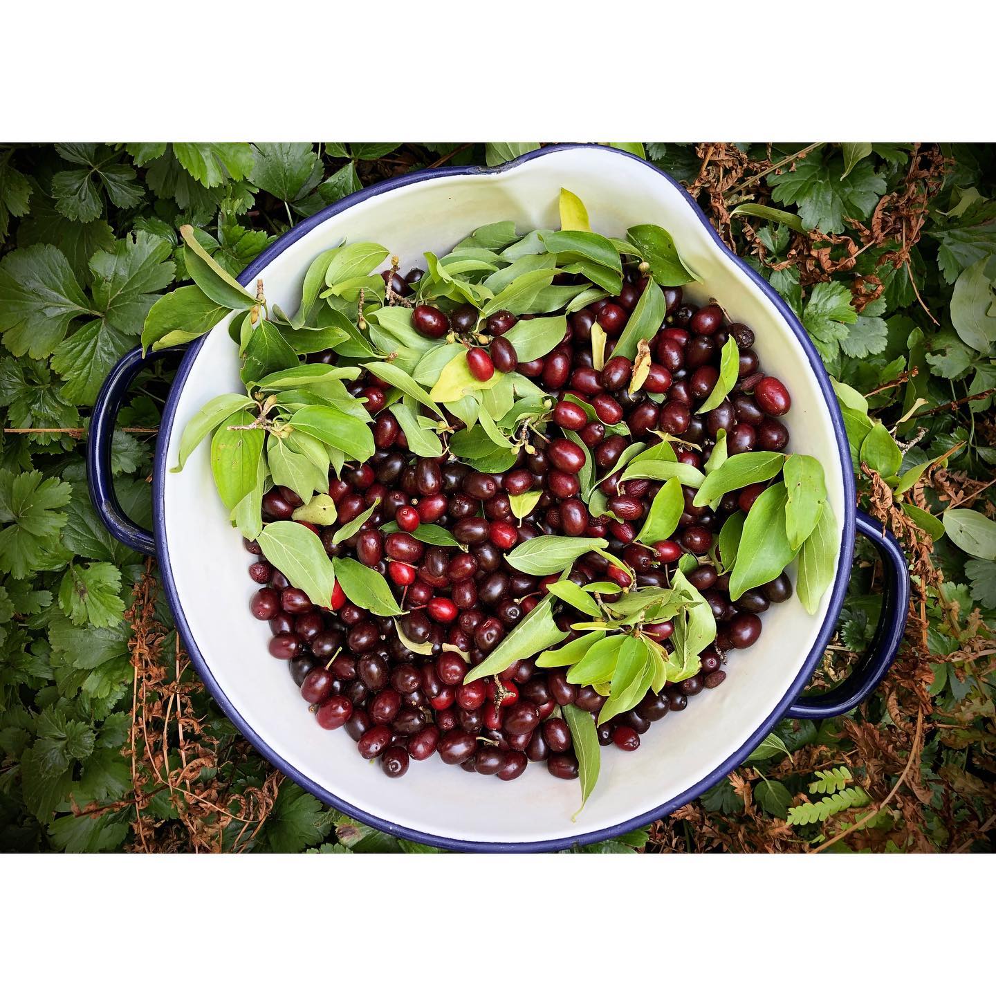 Cornus mas; Cornelian cherries - not to be confused with cherries. They remind me more of olives with their big stones in the middle. Their aroma is rather tart and sour and I like to cook them with a suitable red wine to make jam. A wonderful variation on raspberries and cranberries!... but taste for yourself, available now!
.
.
.
#kornelkirschen #wildheart #konfitüren #preserving #lowsugar #organic #seasonal #makingrealthings #coloursarebeautiful #manufaktur #primalacucina