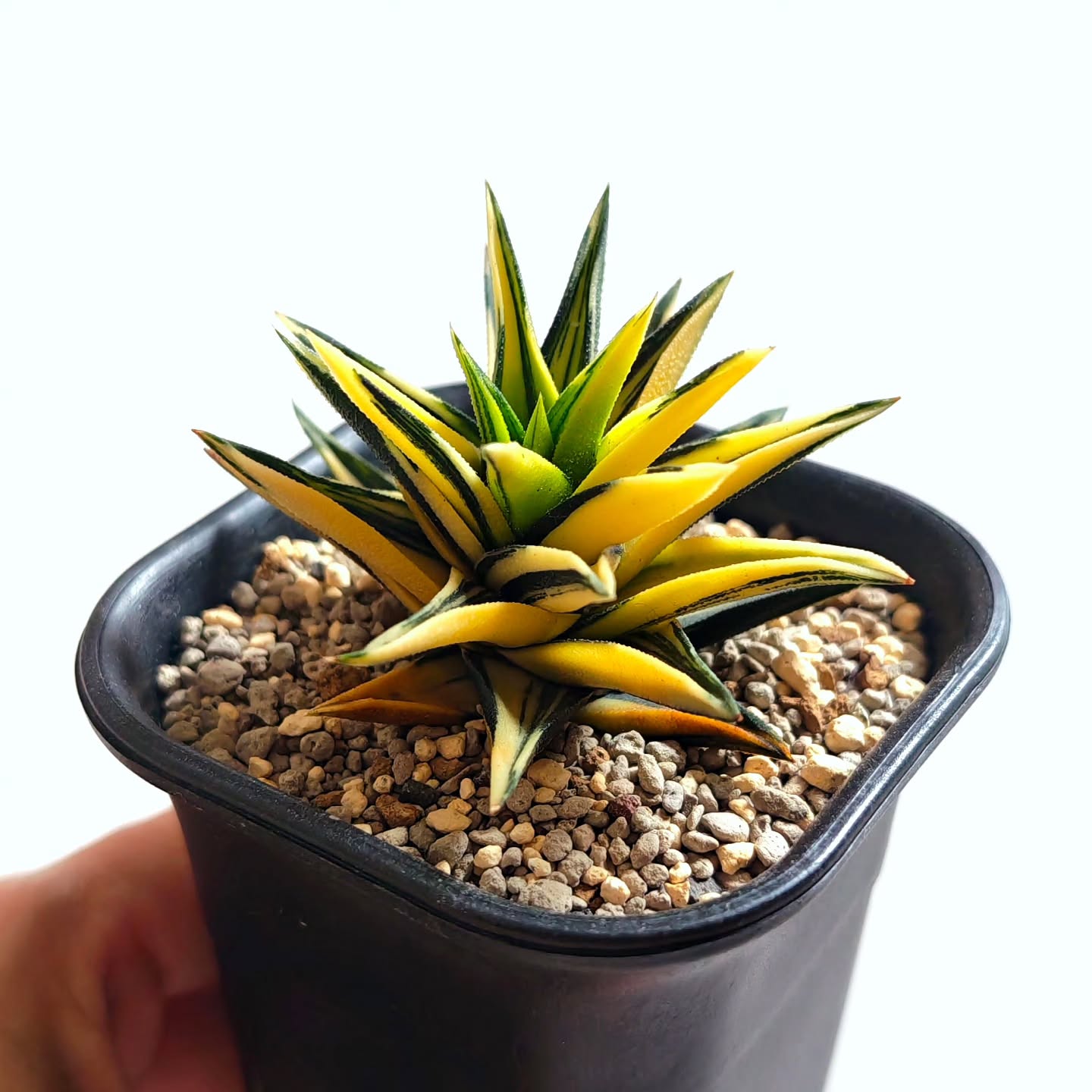 Hard leaf Haworthia Viscosa 'Ivory Tower' Variegated
#haworthiahardleaf #haworthiaviscosavariegata #haworthiaivorytower #haworthiacollection
#养花人的乐趣
